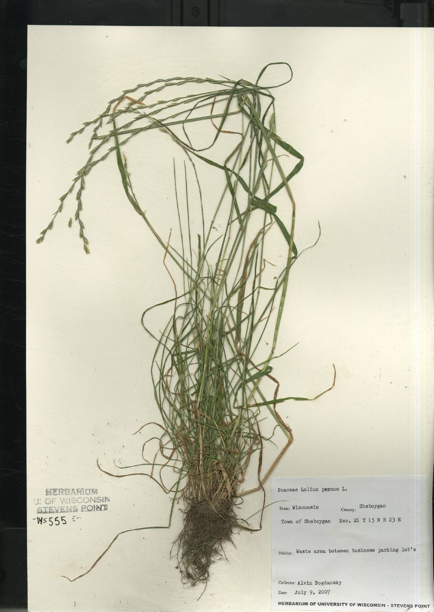 Lolium perenne subsp. multiflorum image