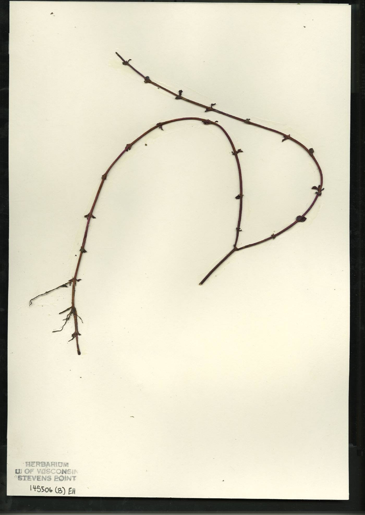 Mentha X piperita image