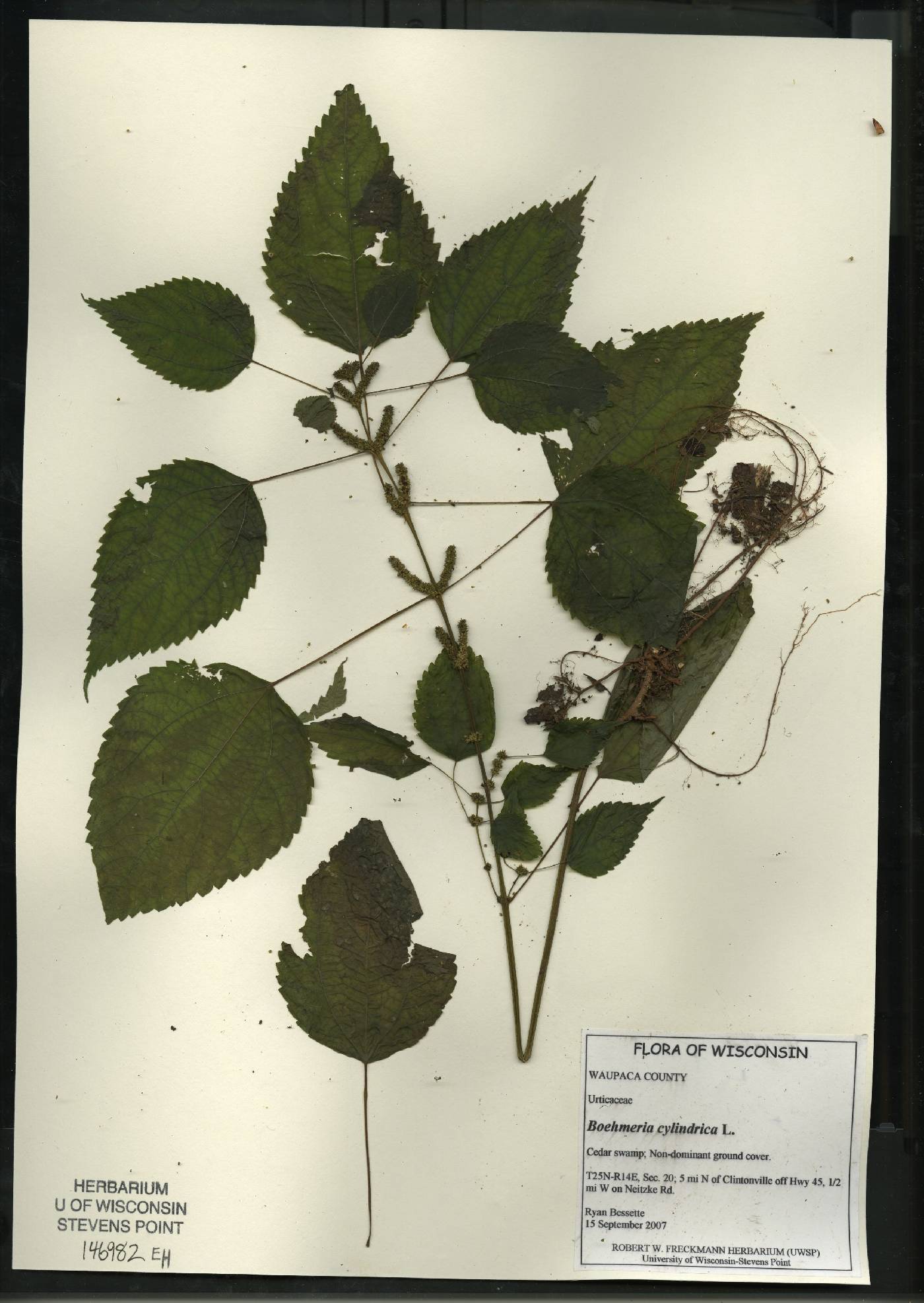 Boehmeria cylindrica image