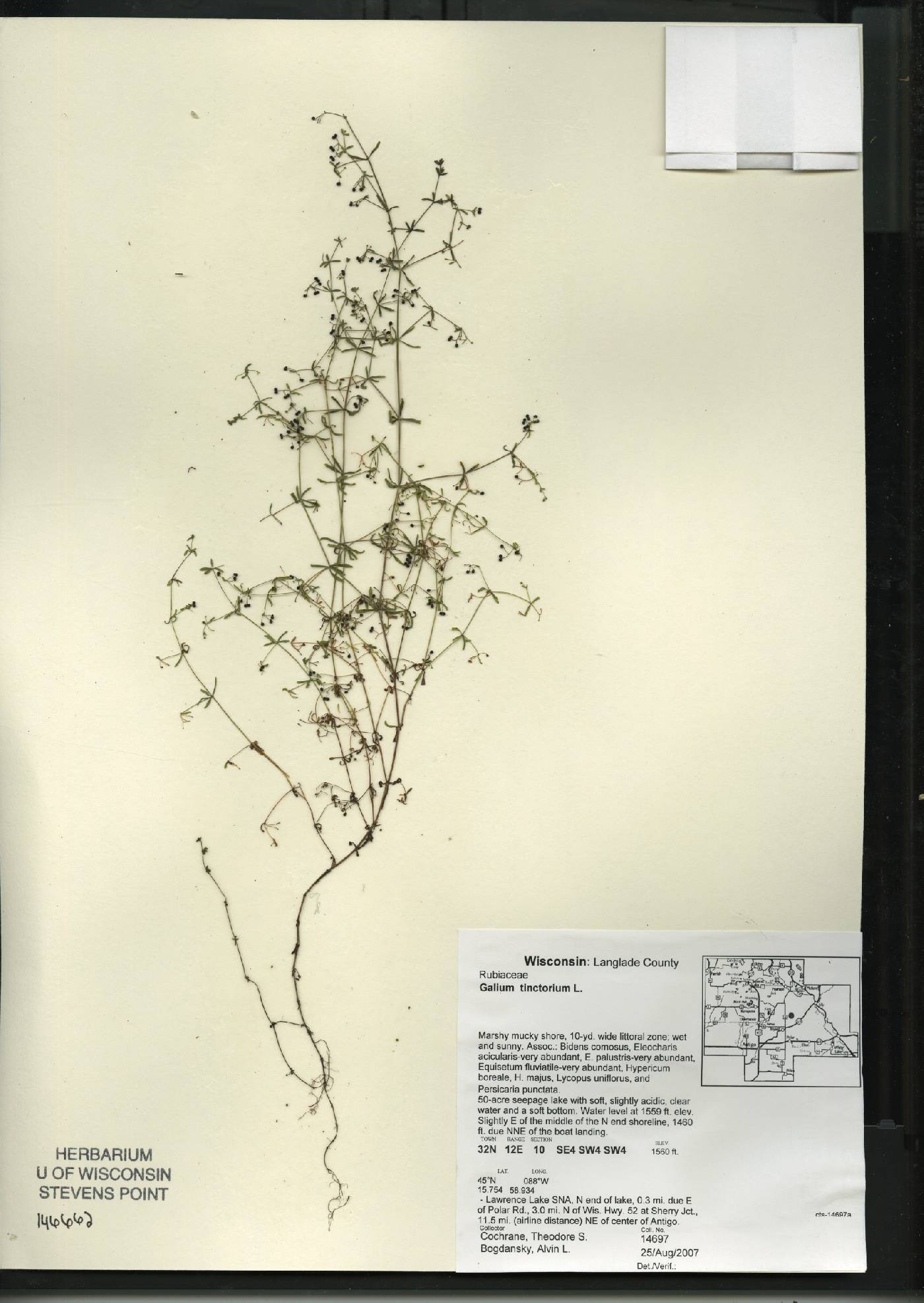 Galium tinctorium image