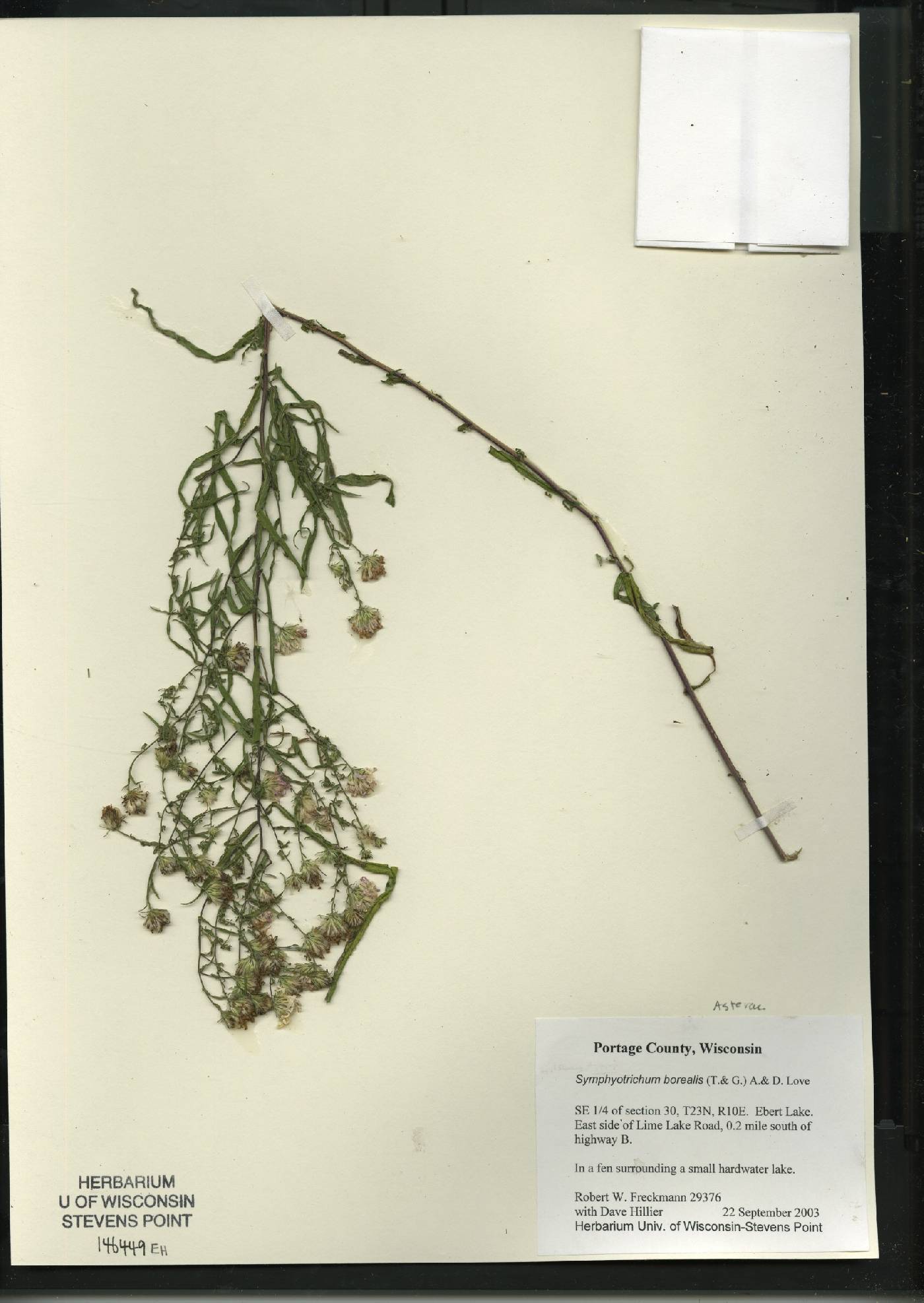 Symphyotrichum boreale image