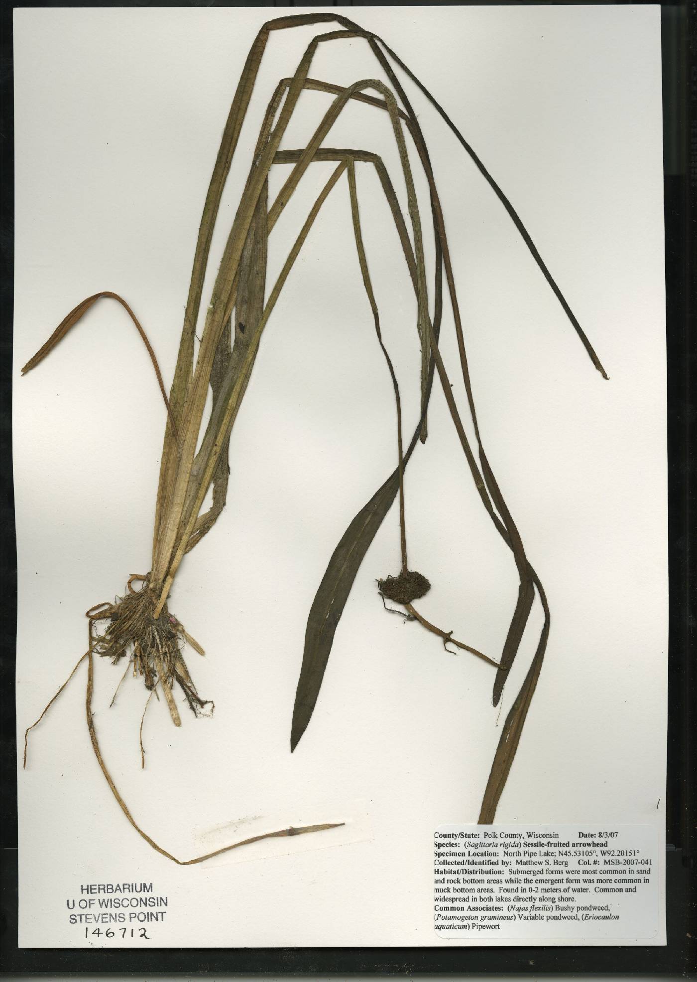 Sagittaria rigida image