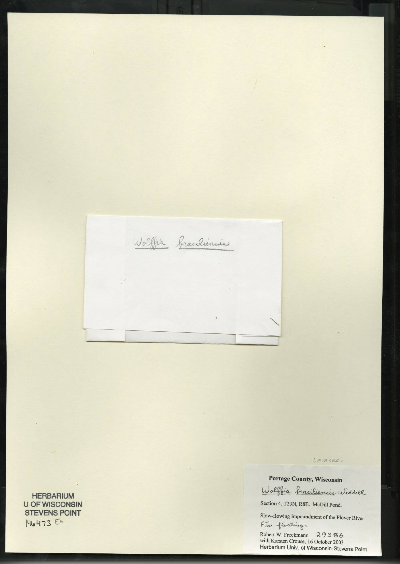 Wolffia brasiliensis image