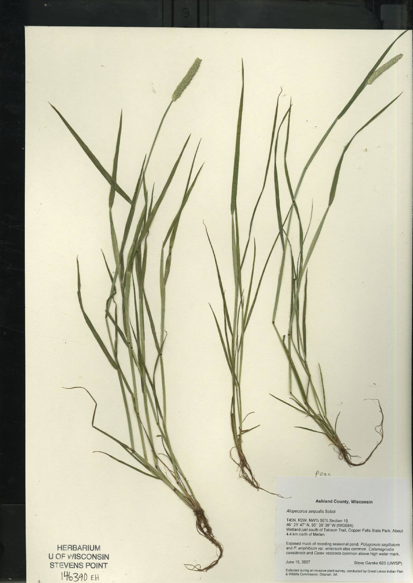 Alopecurus aequalis image
