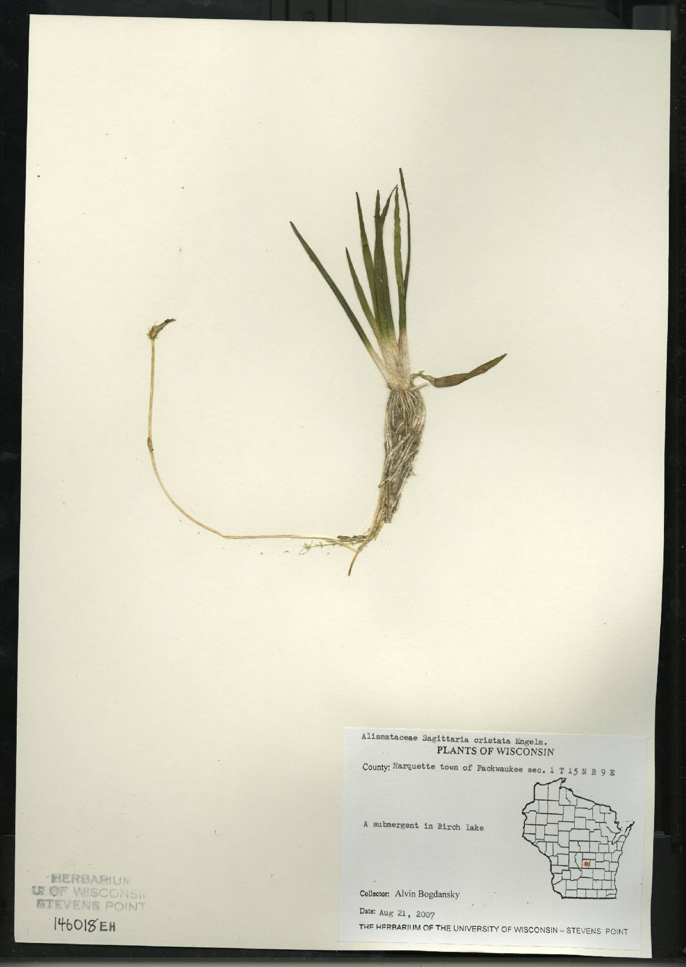 Sagittaria cristata image