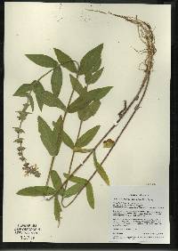 Image of Stachys pilosa