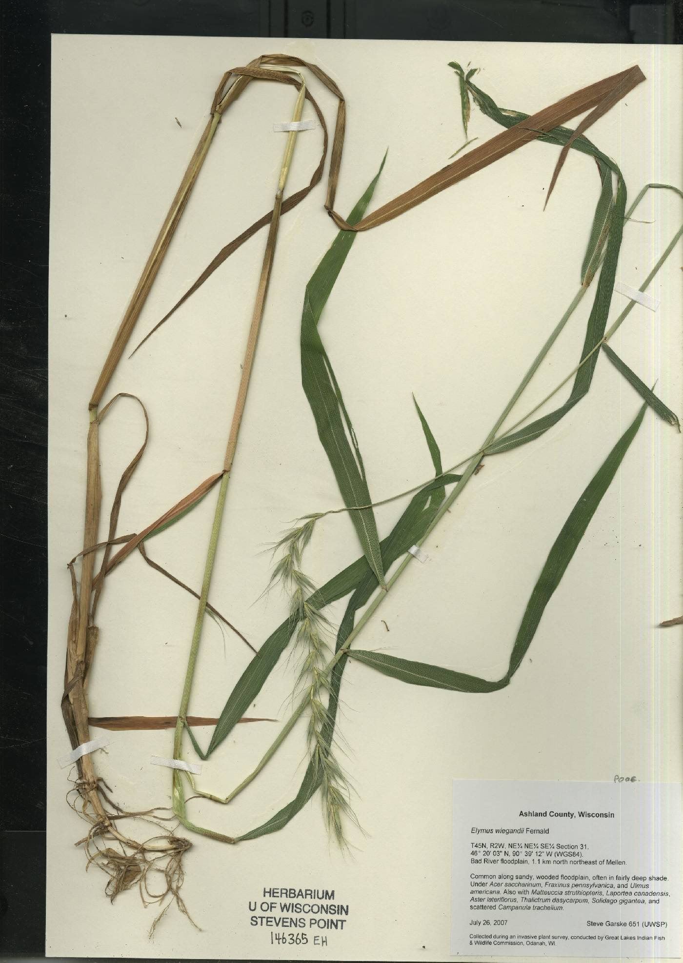 Elymus wiegandii image
