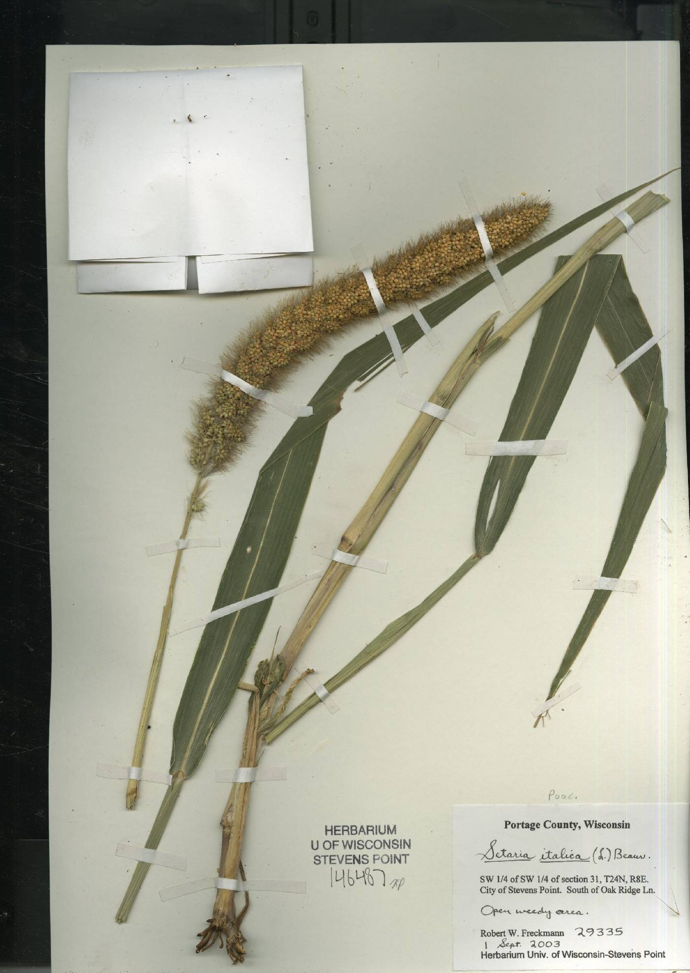 Setaria italica image