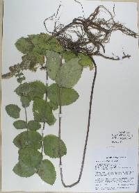 Image of Mentha suaveolens