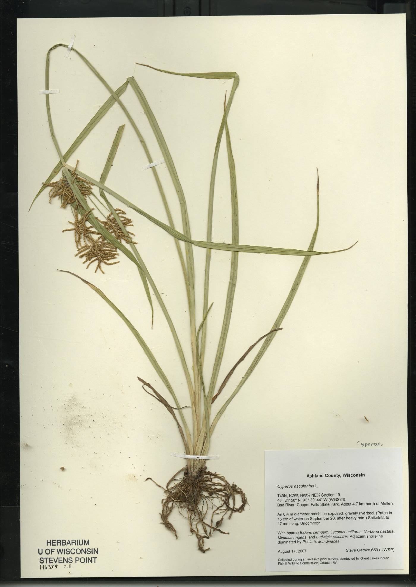 Cyperus esculentus var. leptostachyus image