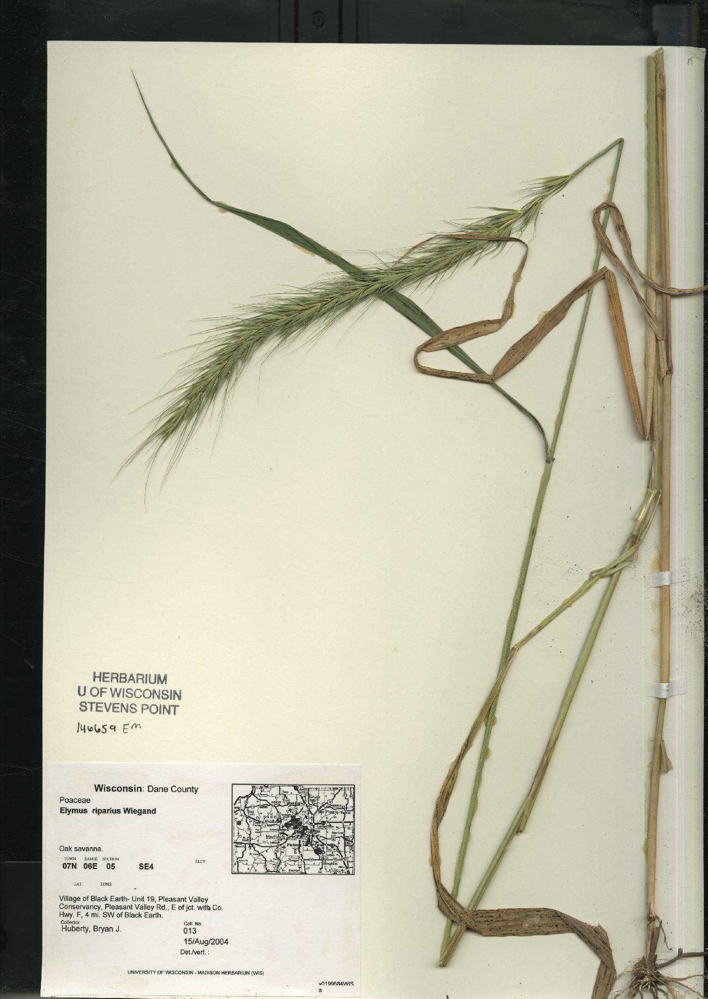 Elymus riparius image