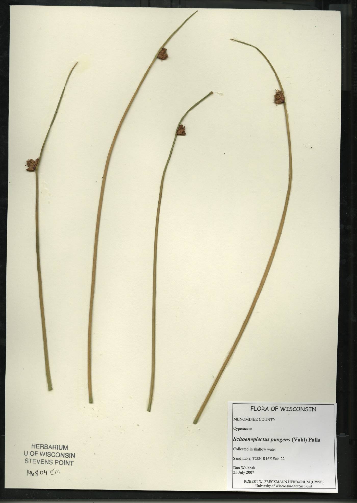Schoenoplectus pungens image