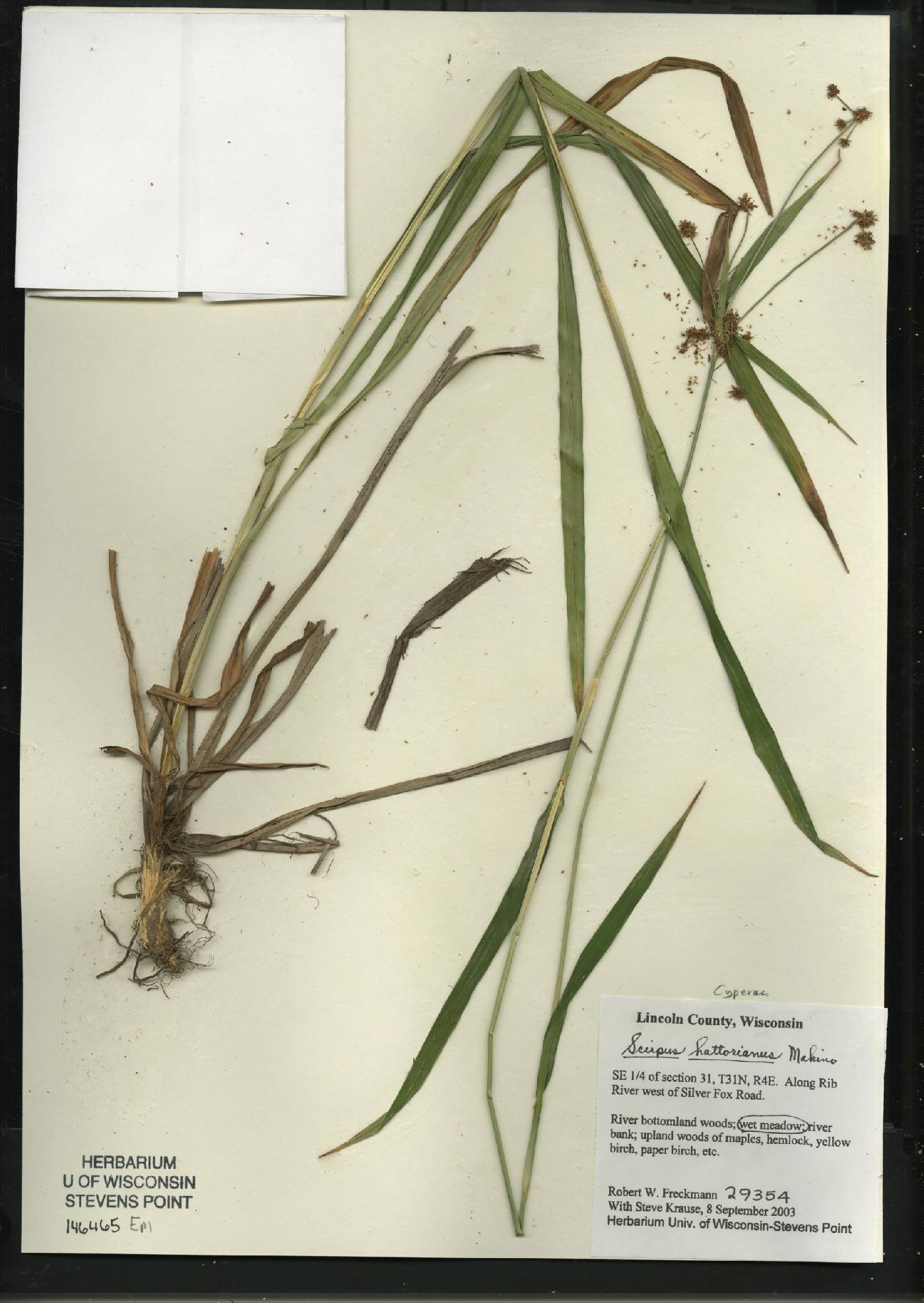 Scirpus hattorianus image