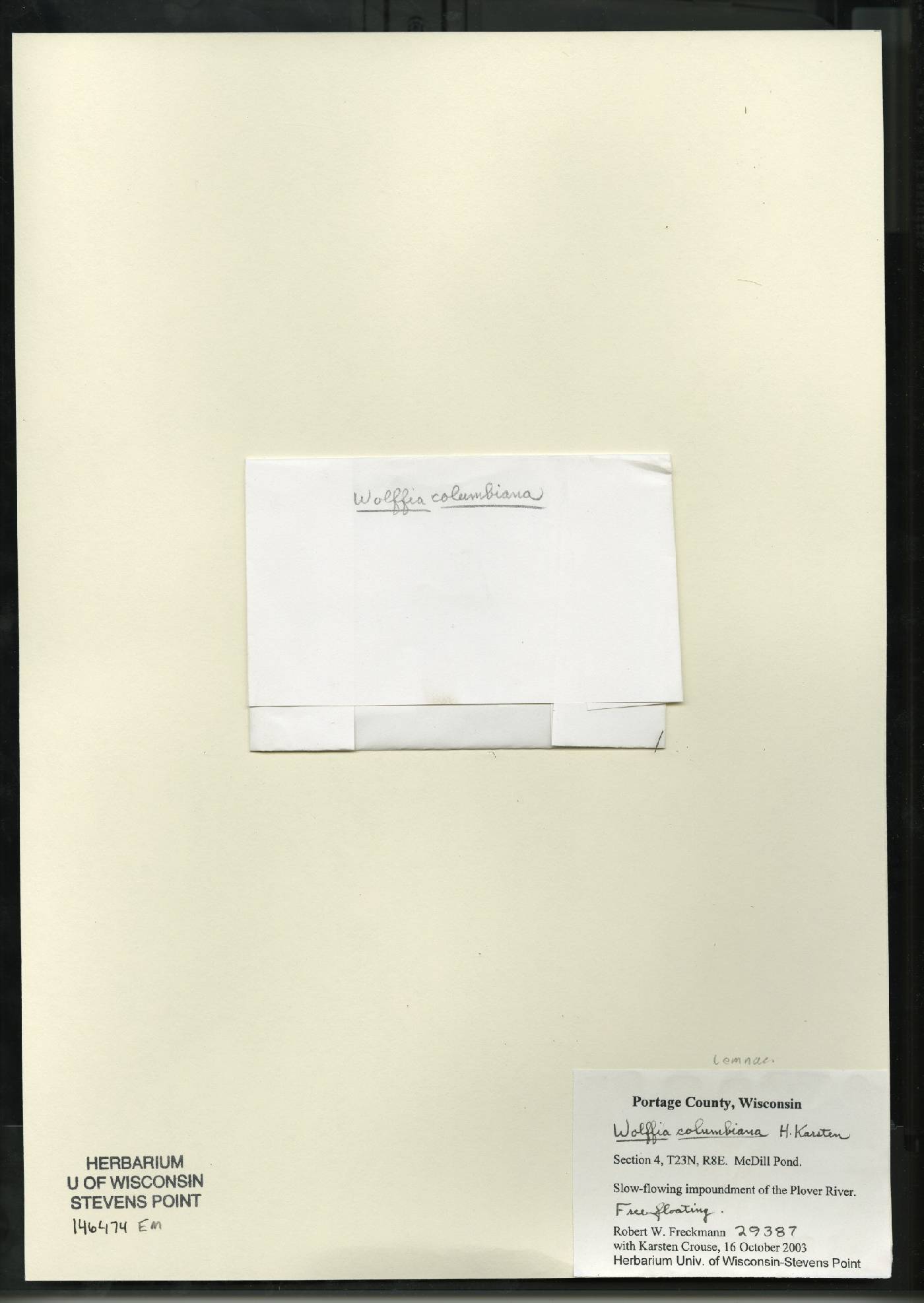 Wolffia columbiana image