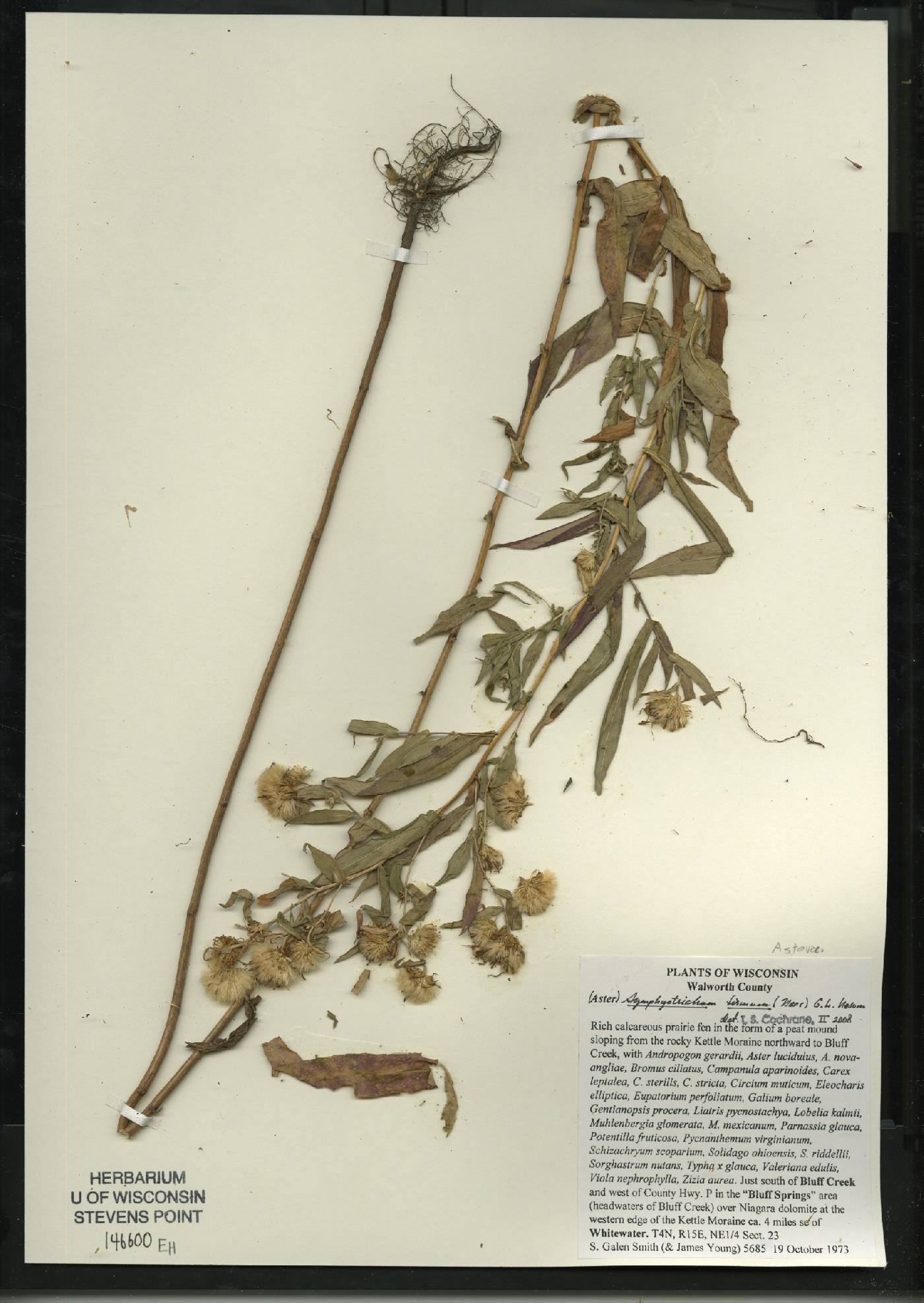 Symphyotrichum firmum image