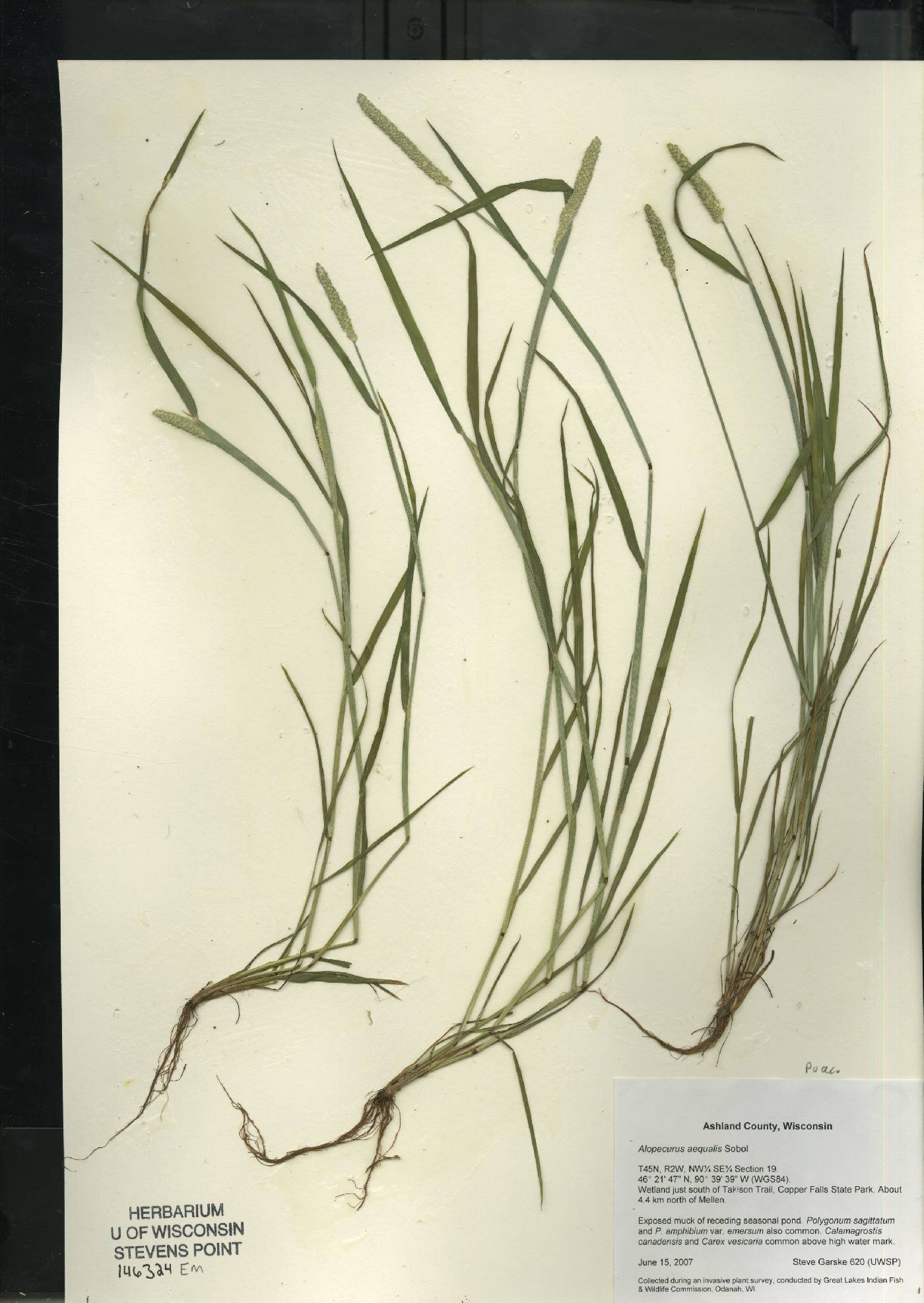 Alopecurus aequalis image
