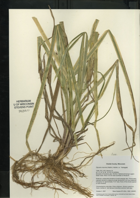 Glyceria maxima image