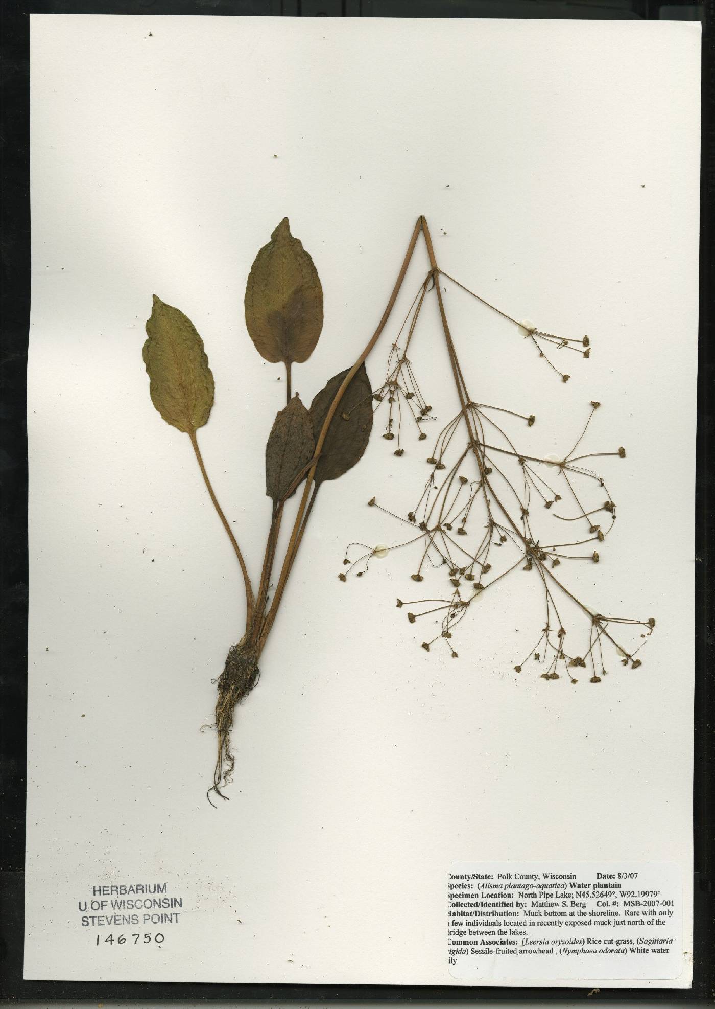 Alisma subcordatum image