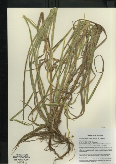 Glyceria maxima image