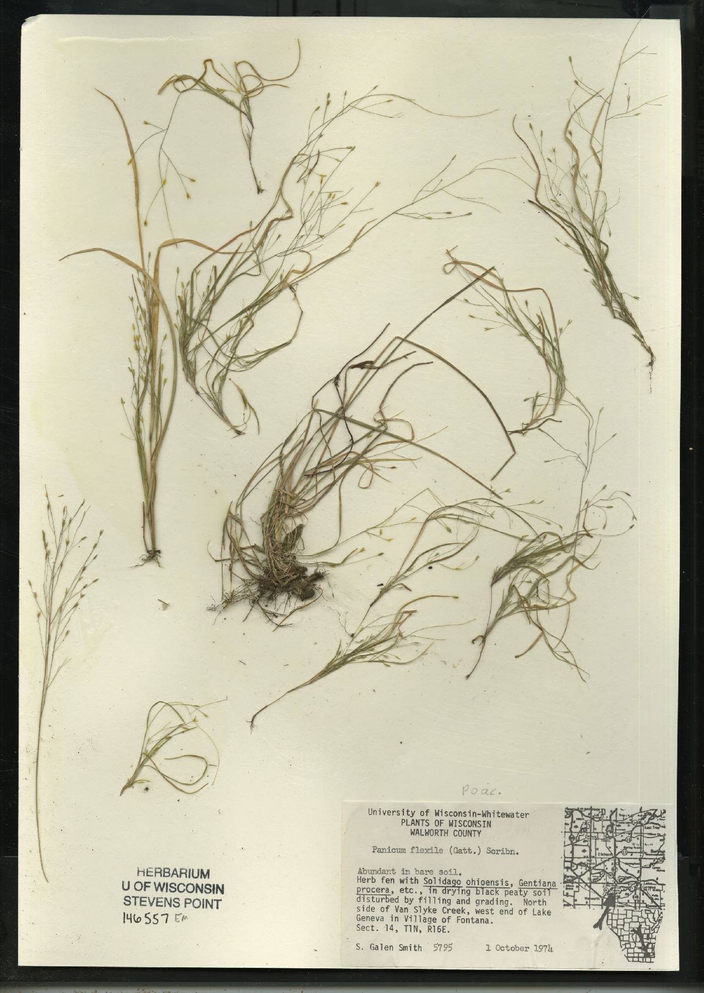 Panicum flexile image