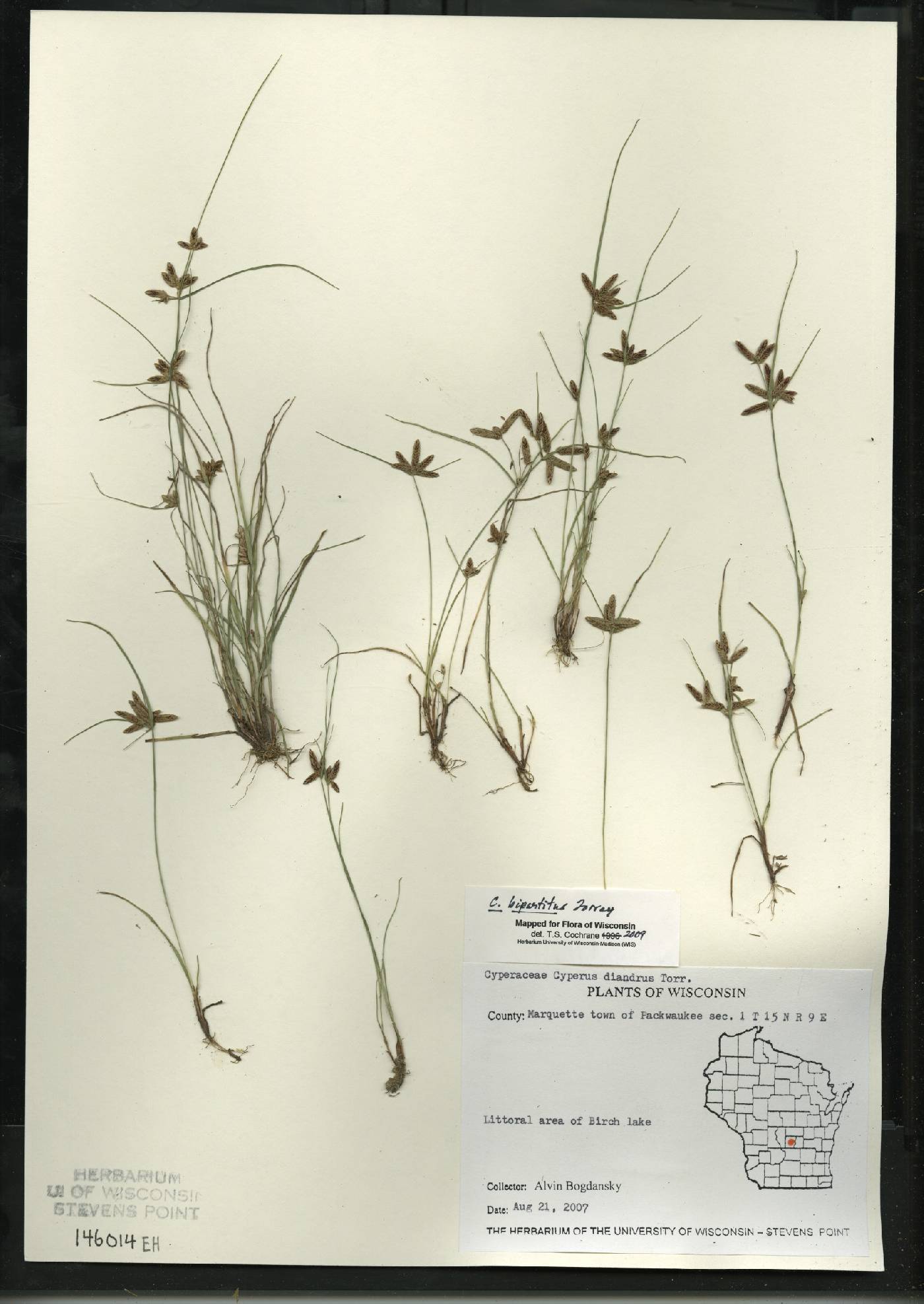 Cyperus bipartitus image