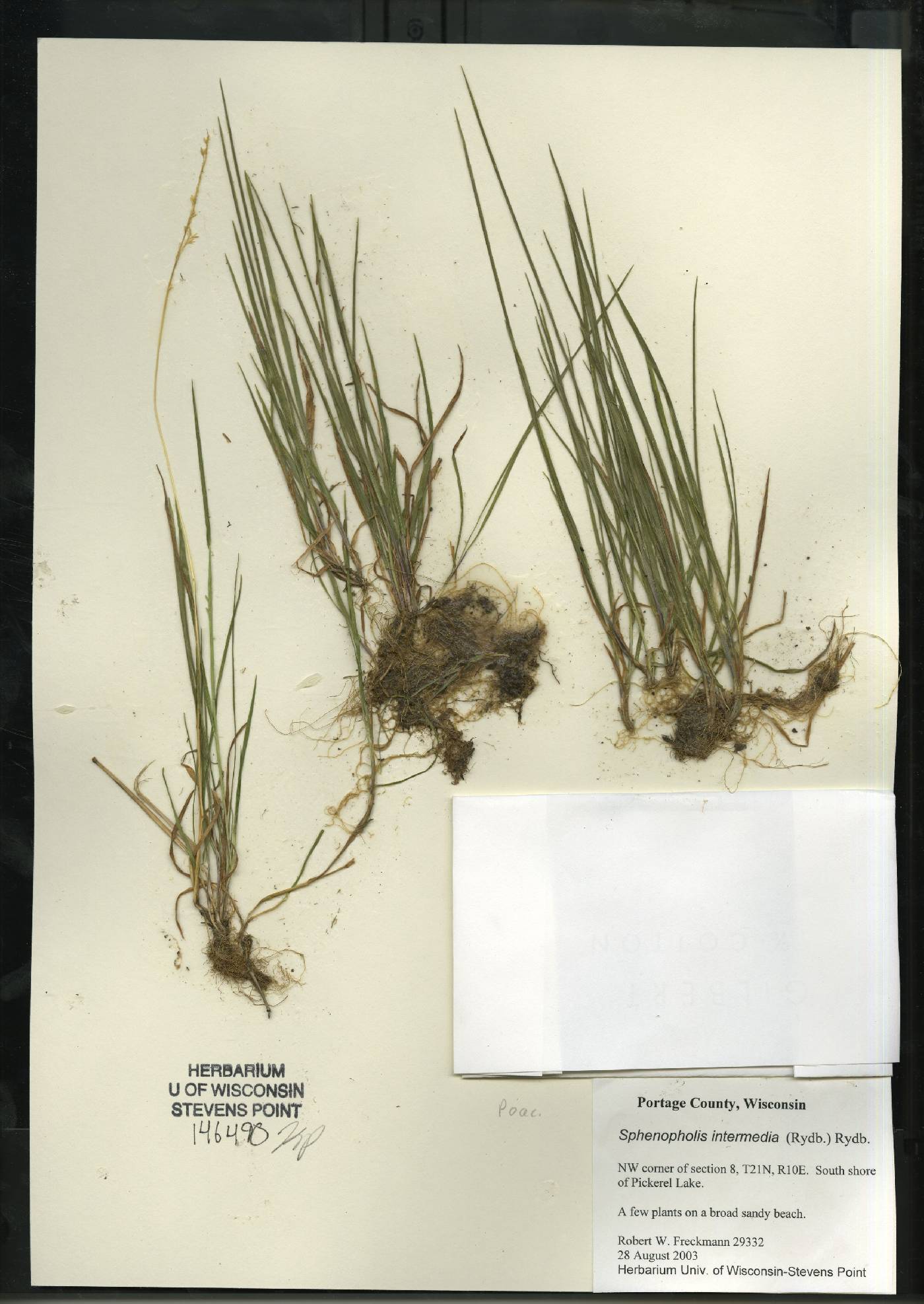 Sphenopholis intermedia image
