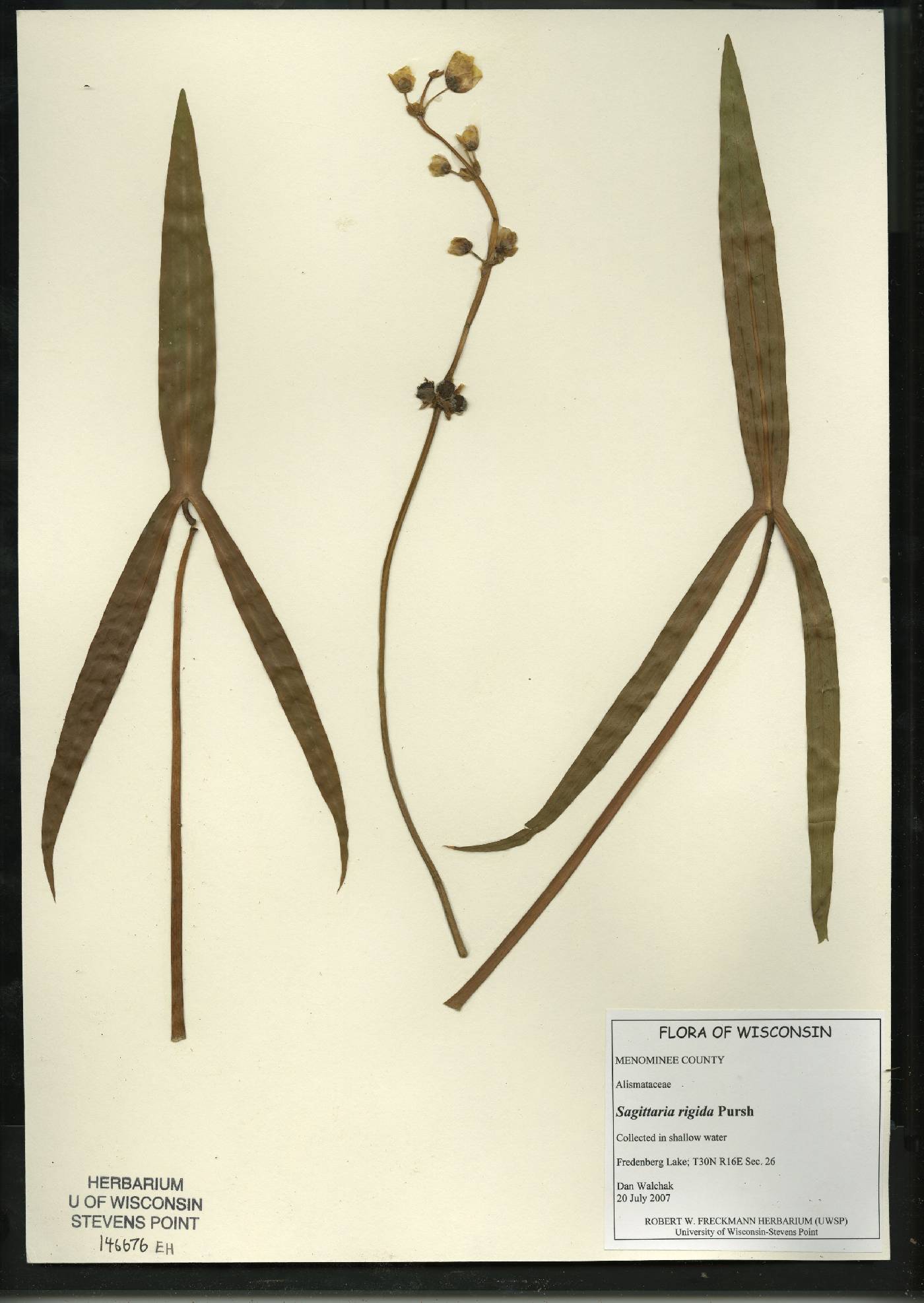 Sagittaria rigida image