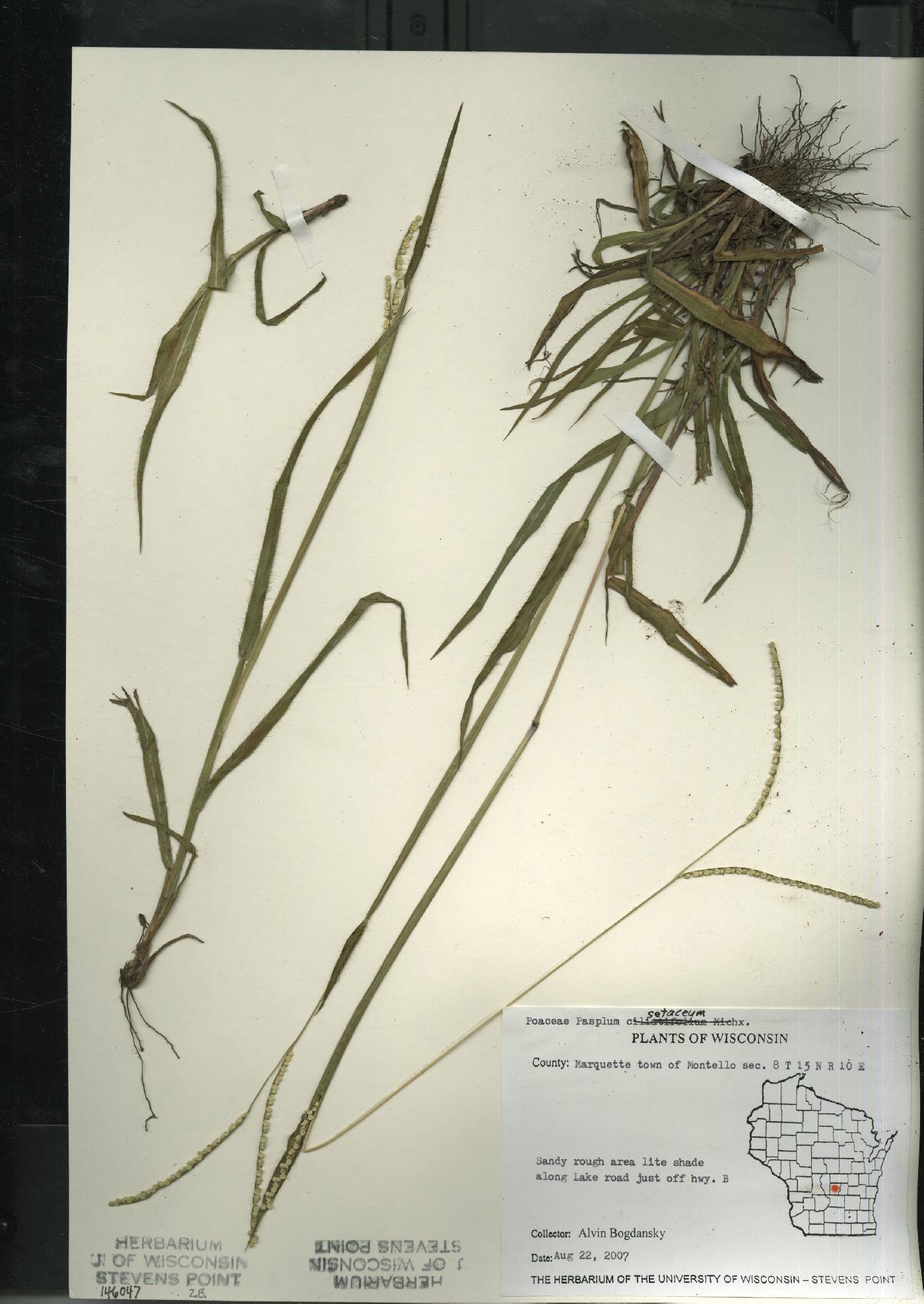 Paspalum setaceum image