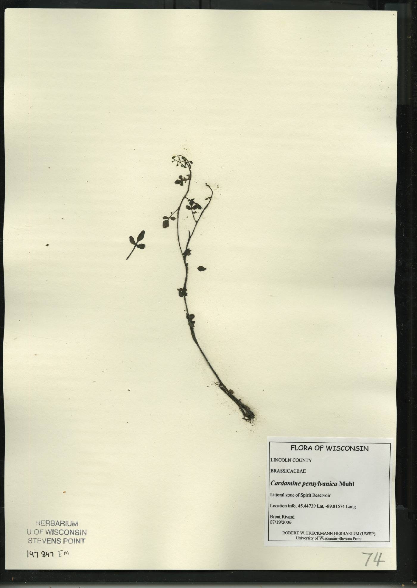 Cardamine pensylvanica image