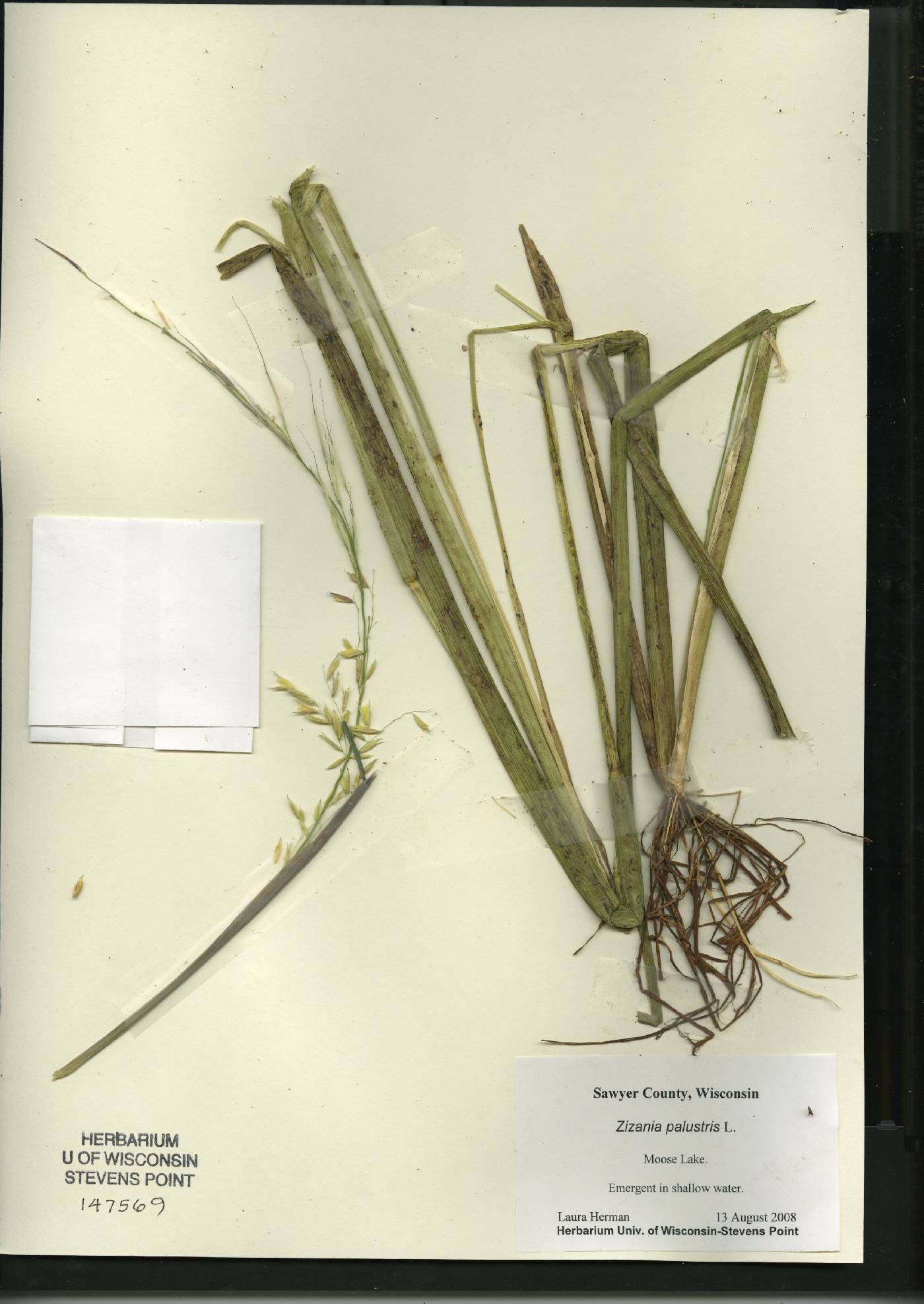 Zizania palustris image