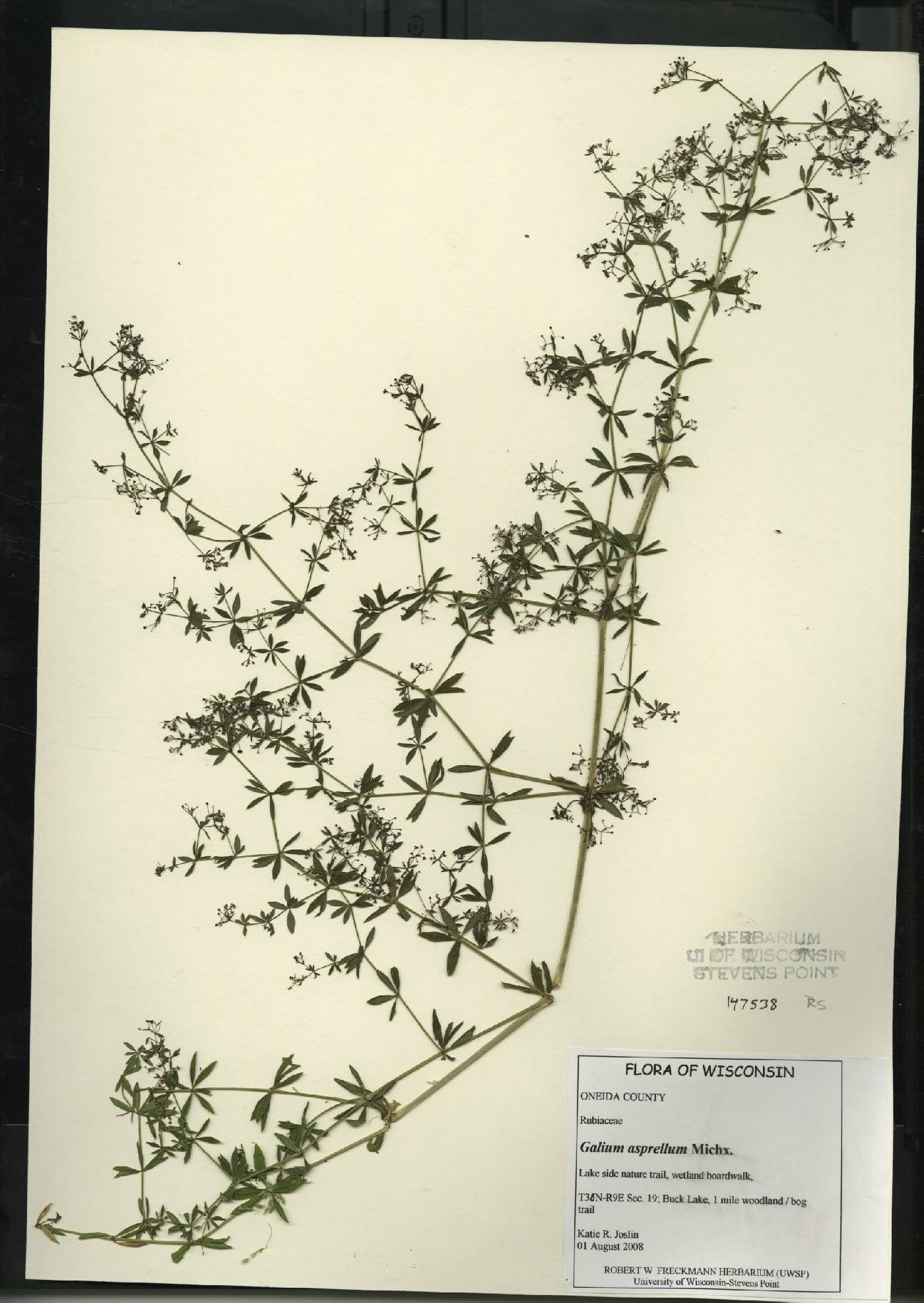 Galium asprellum image