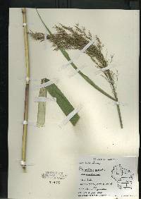 Image of Phragmites australis subsp. americanus