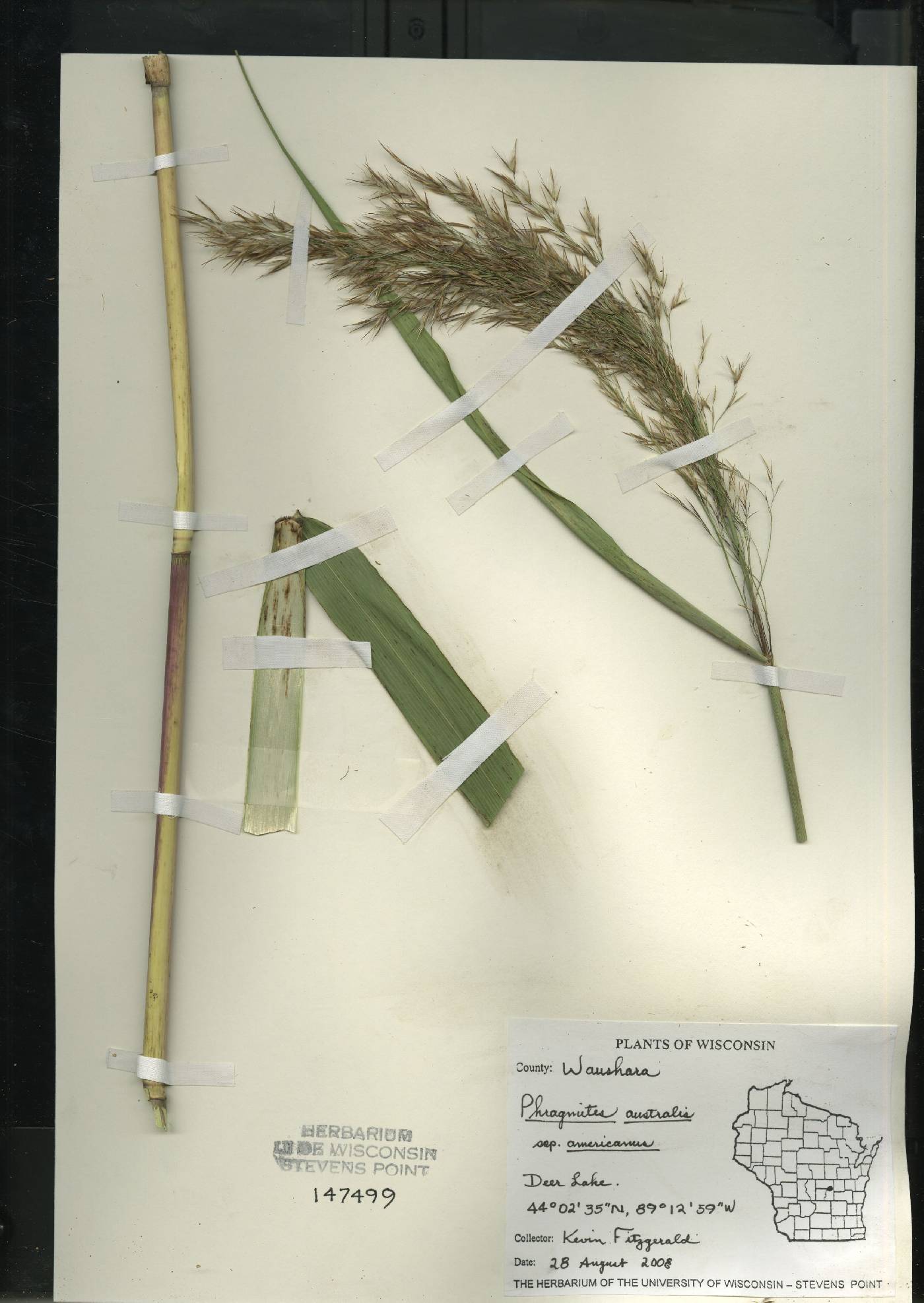 Phragmites australis subsp. americanus image