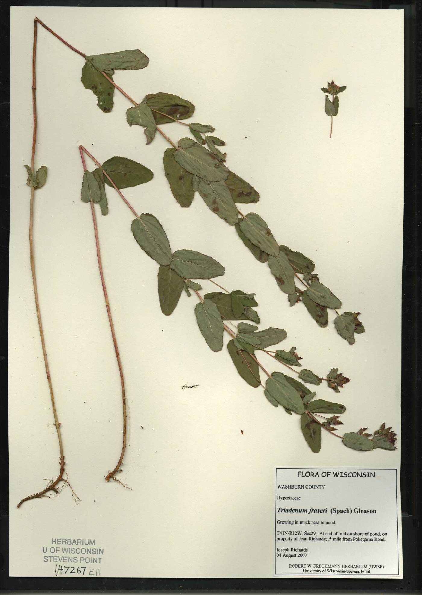 Triadenum fraseri image