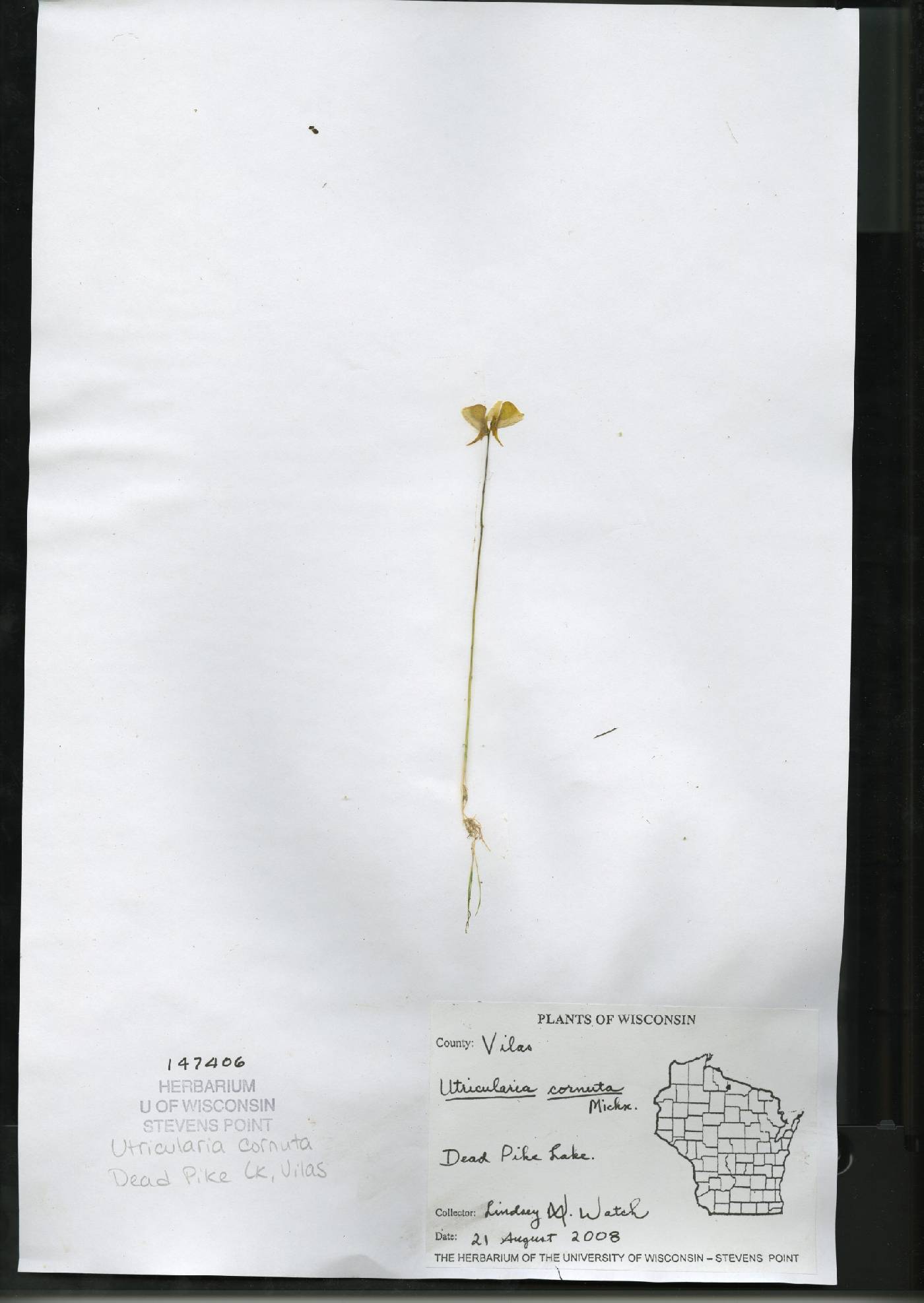 Utricularia cornuta image