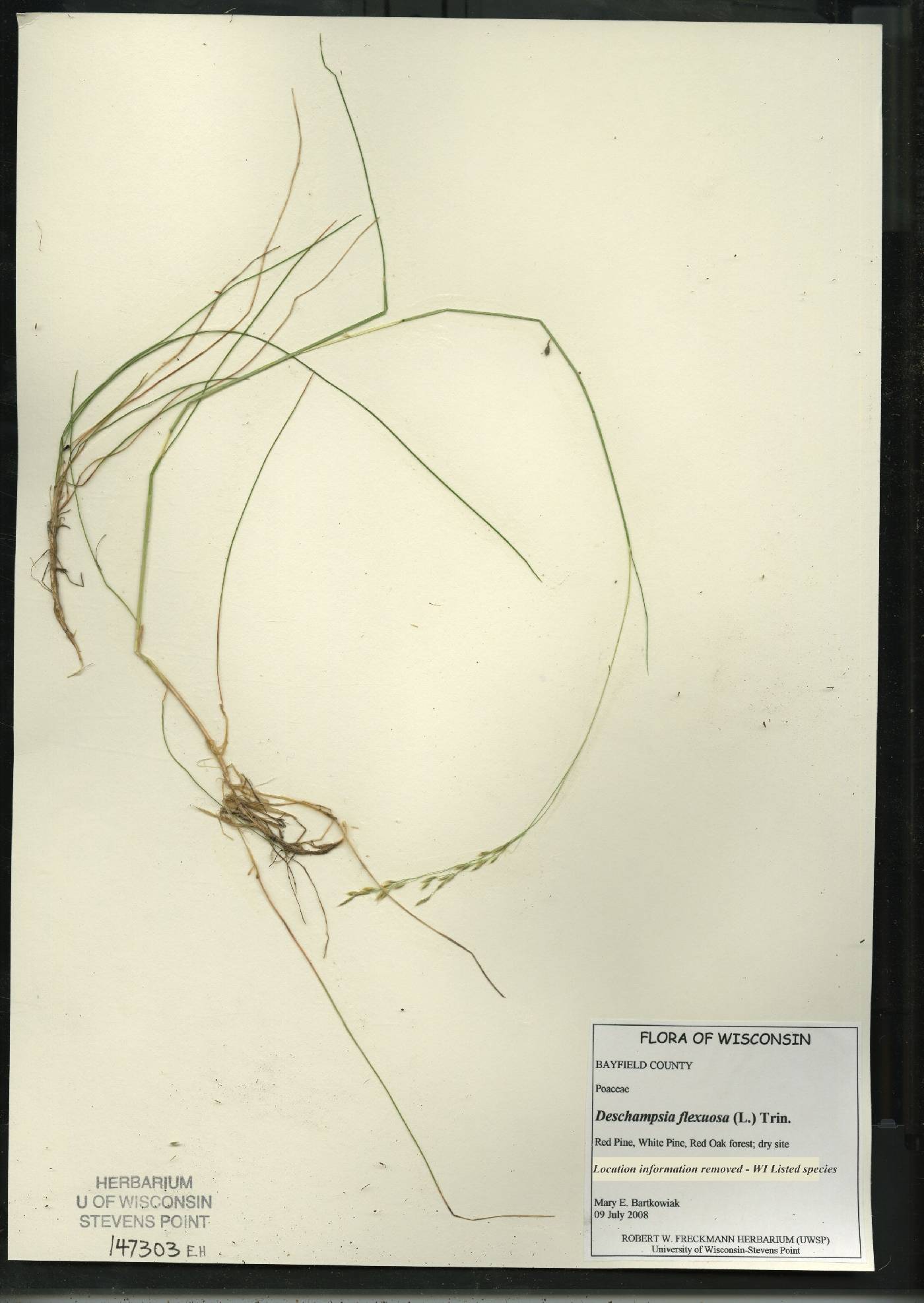 Avenella flexuosa image