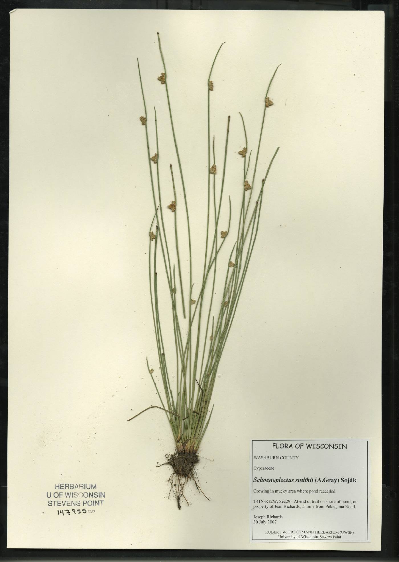Schoenoplectus smithii image