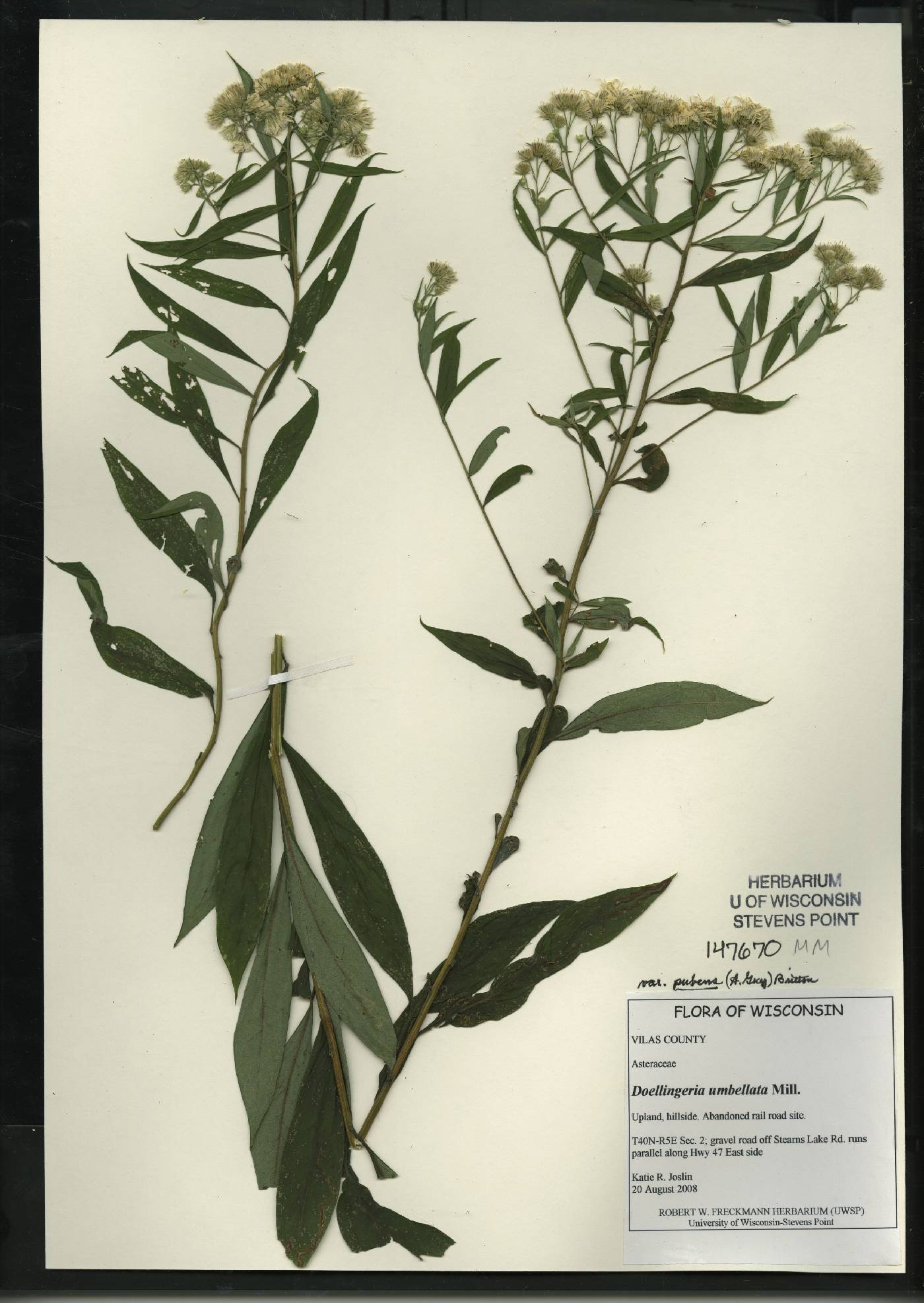 Doellingeria umbellata var. pubens image