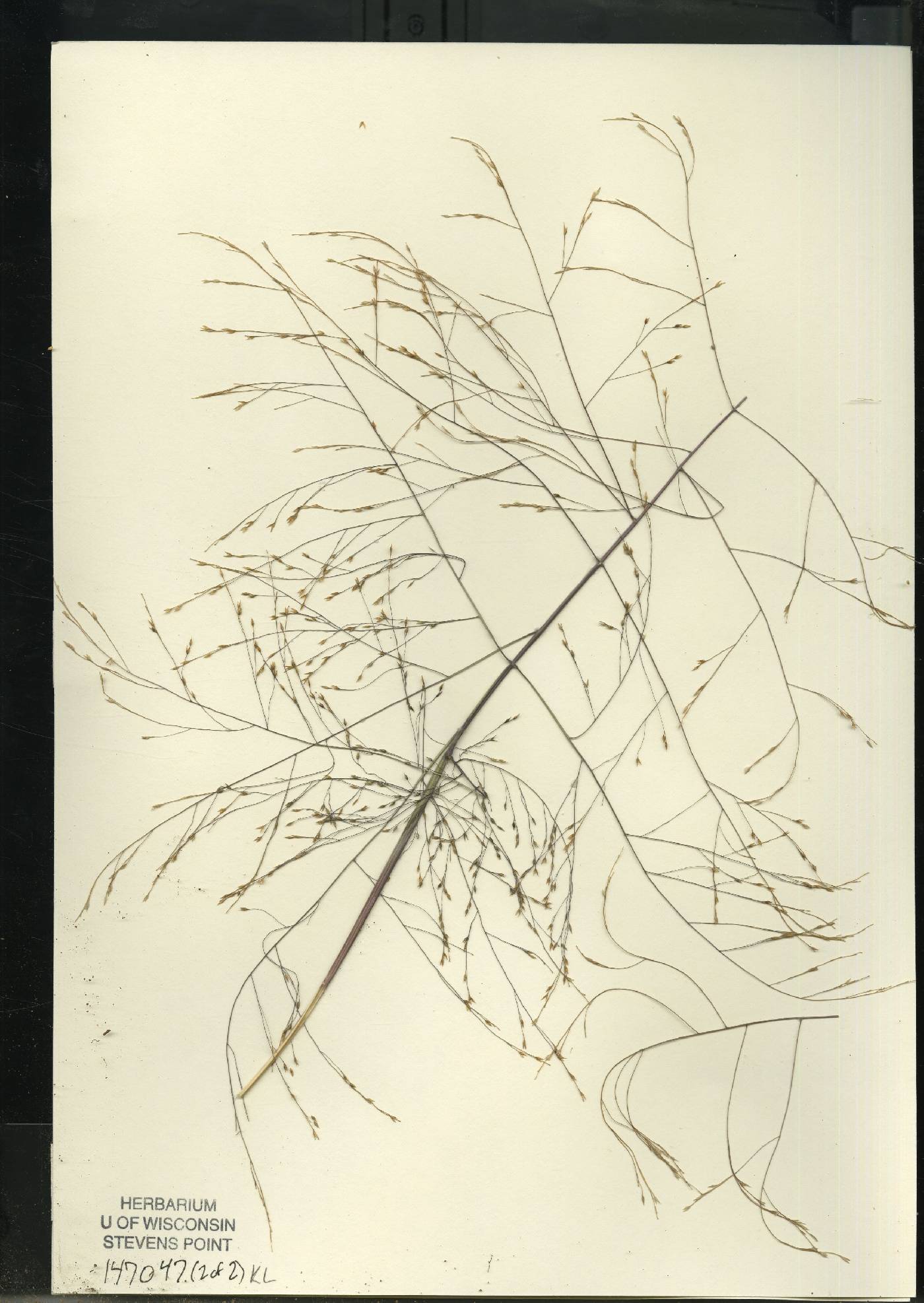Panicum philadelphicum subsp. philadelphicum image