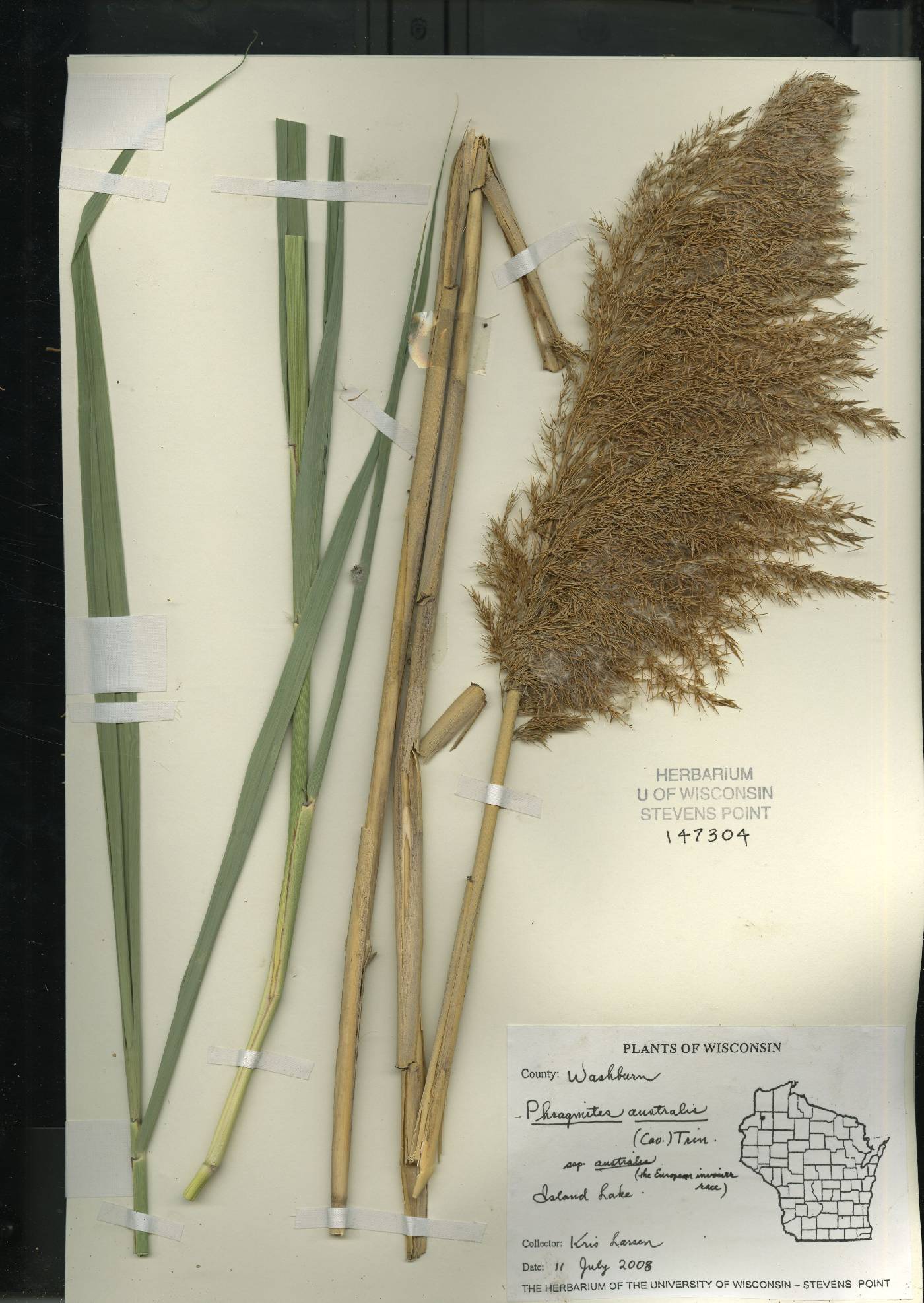 Phragmites australis subsp. australis image