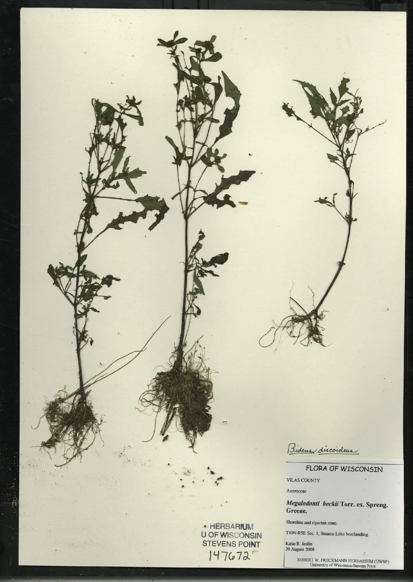 Bidens discoidea image