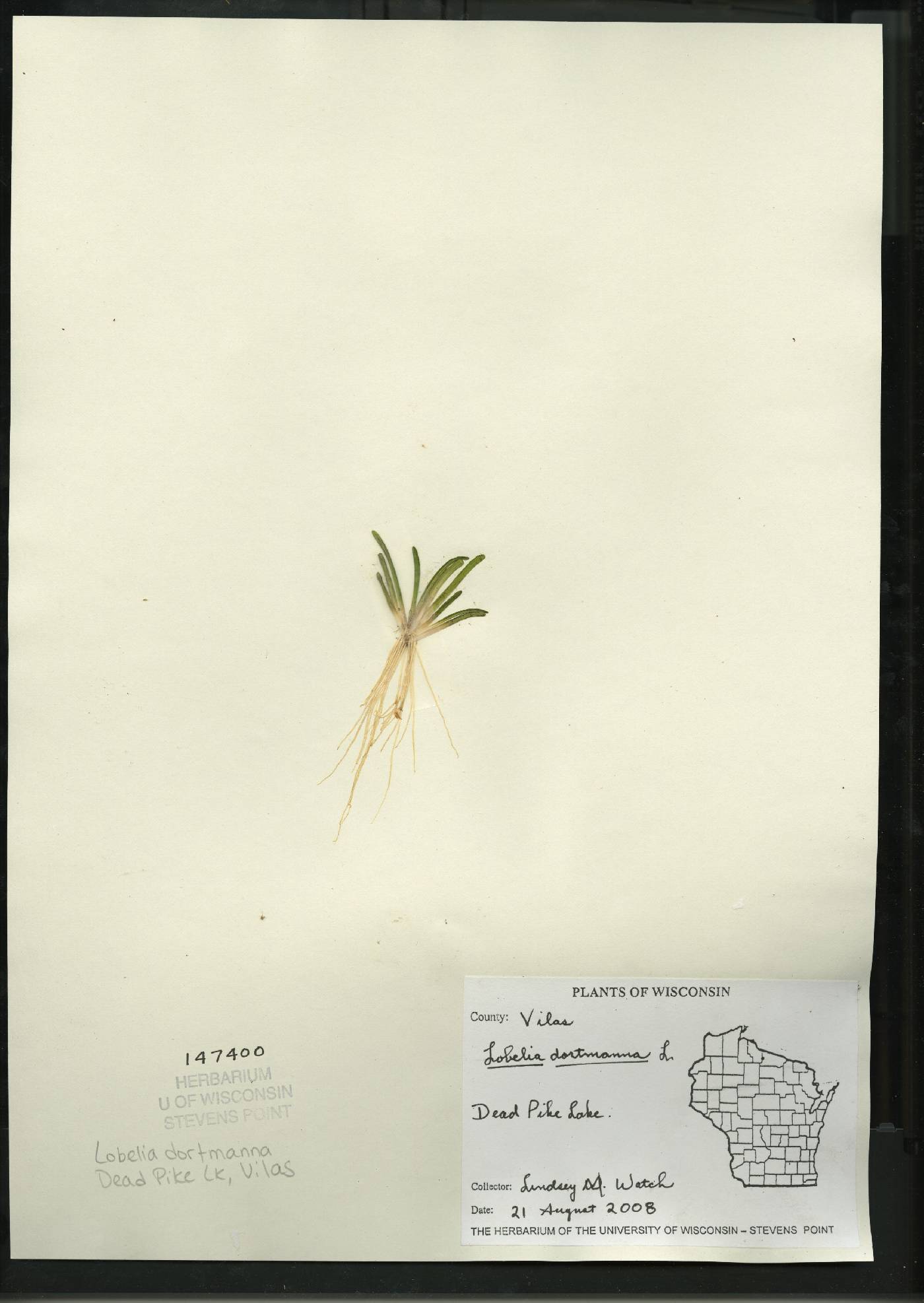 Lobelia dortmanna image