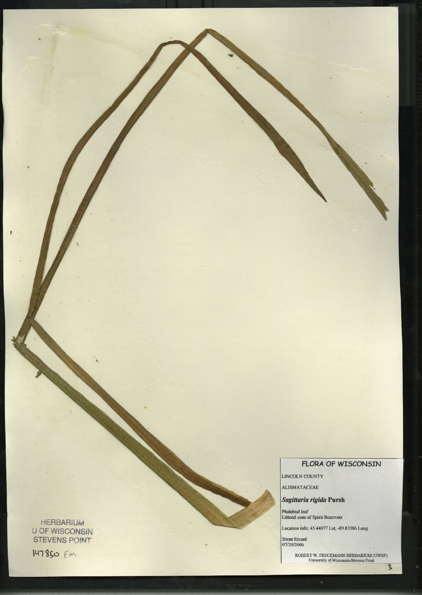 Sagittaria rigida image