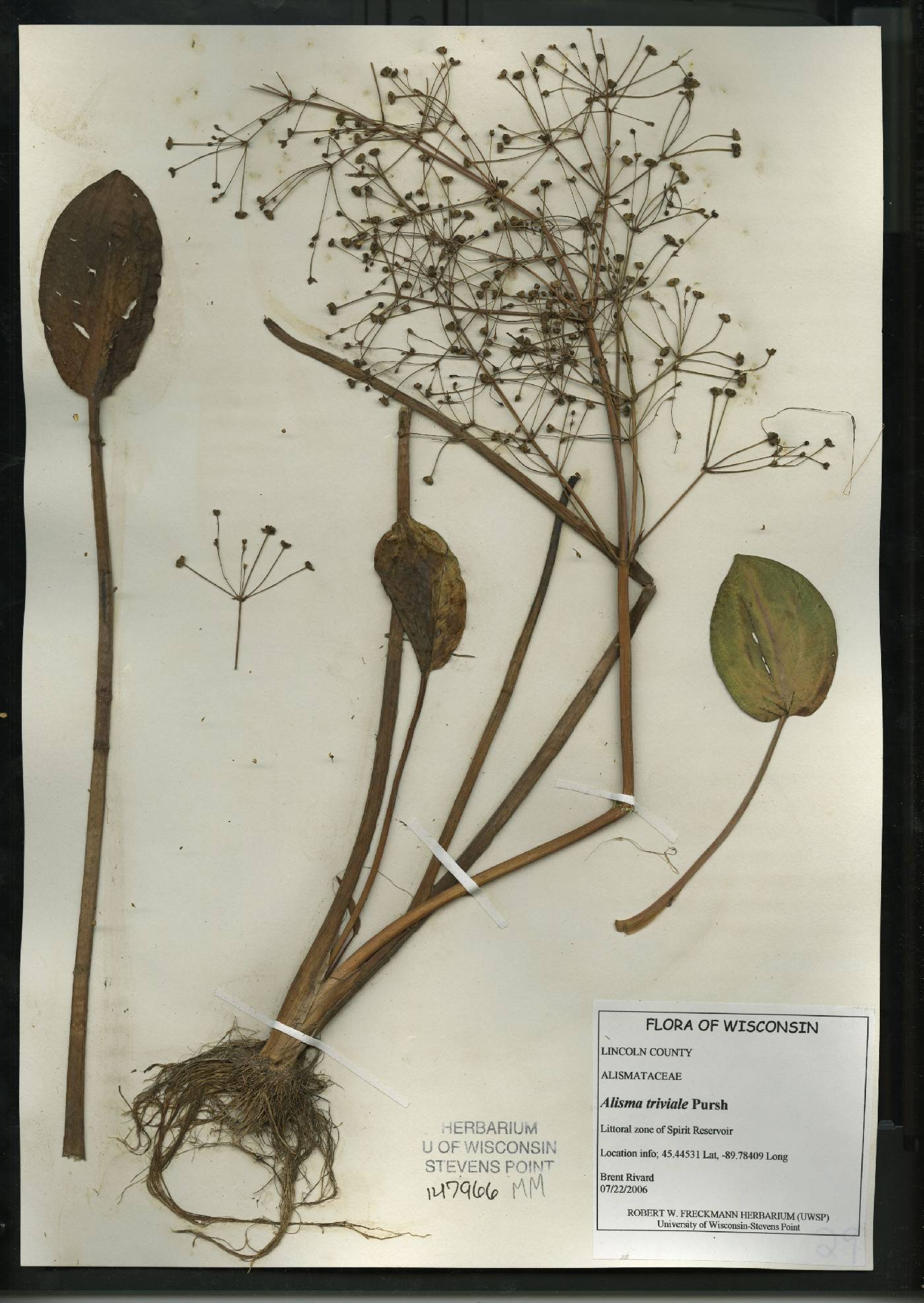 Alisma triviale image
