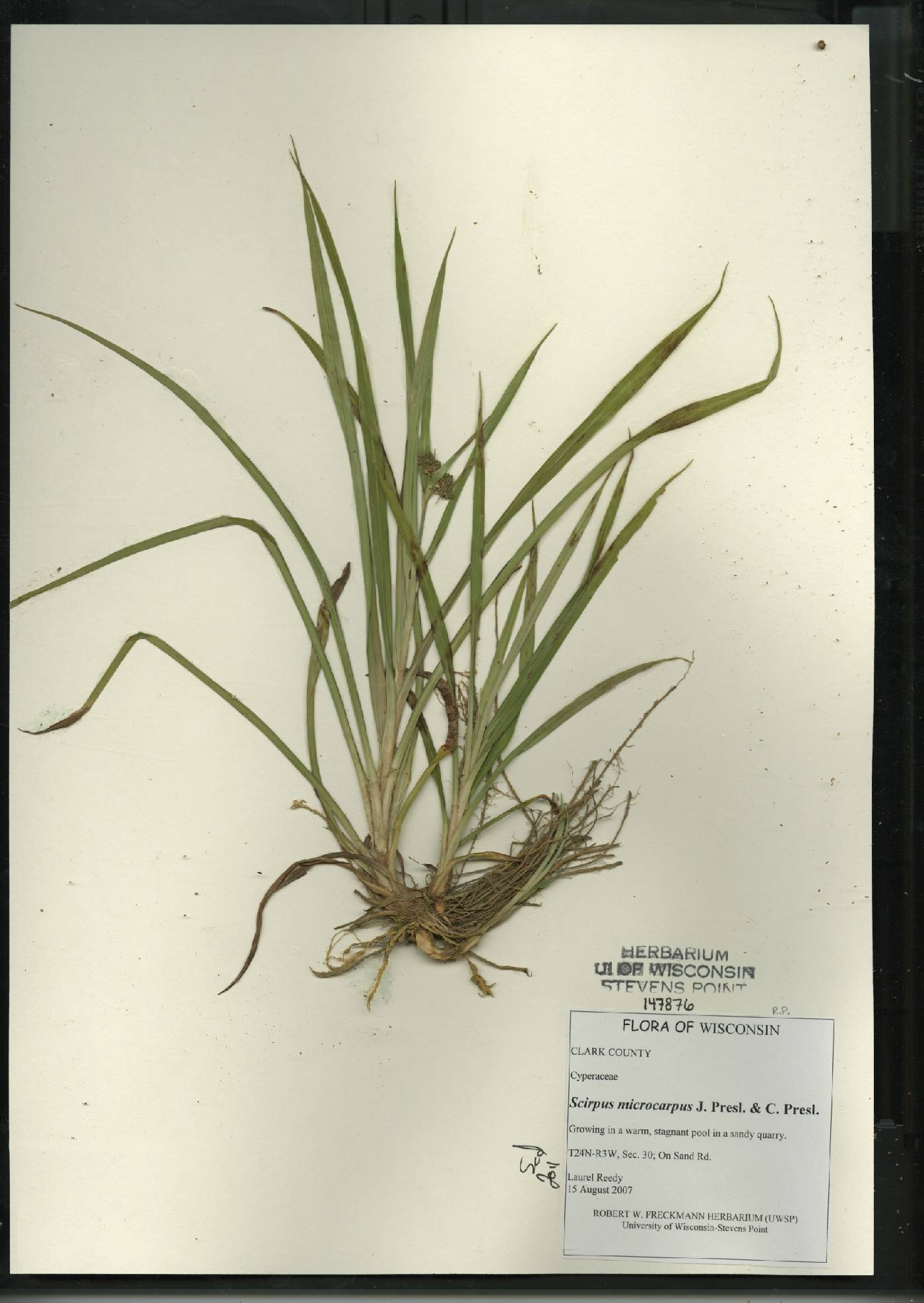 Scirpus microcarpus image