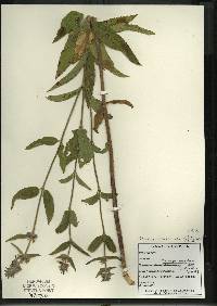 Image of Stachys arenicola