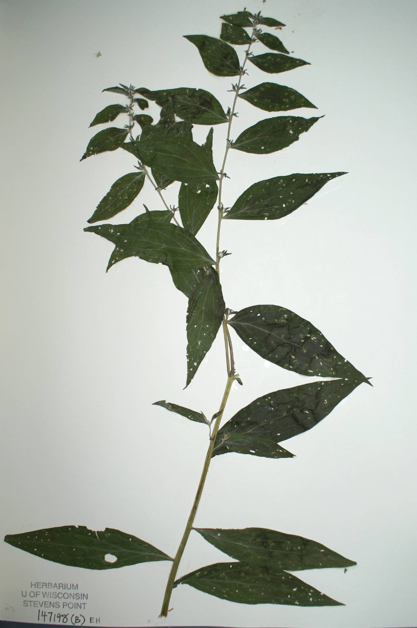 Lithospermum latifolium image