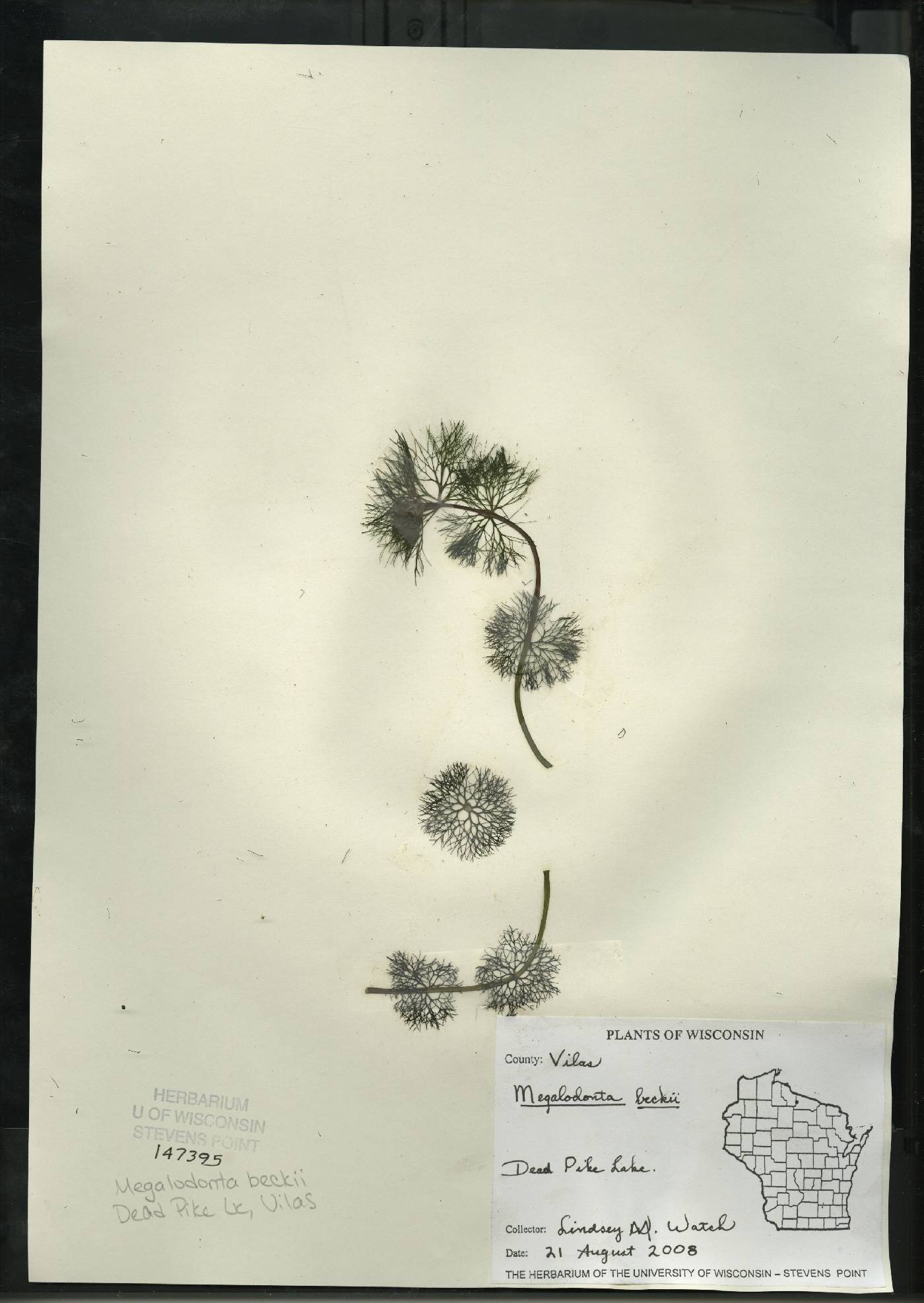Bidens beckii image