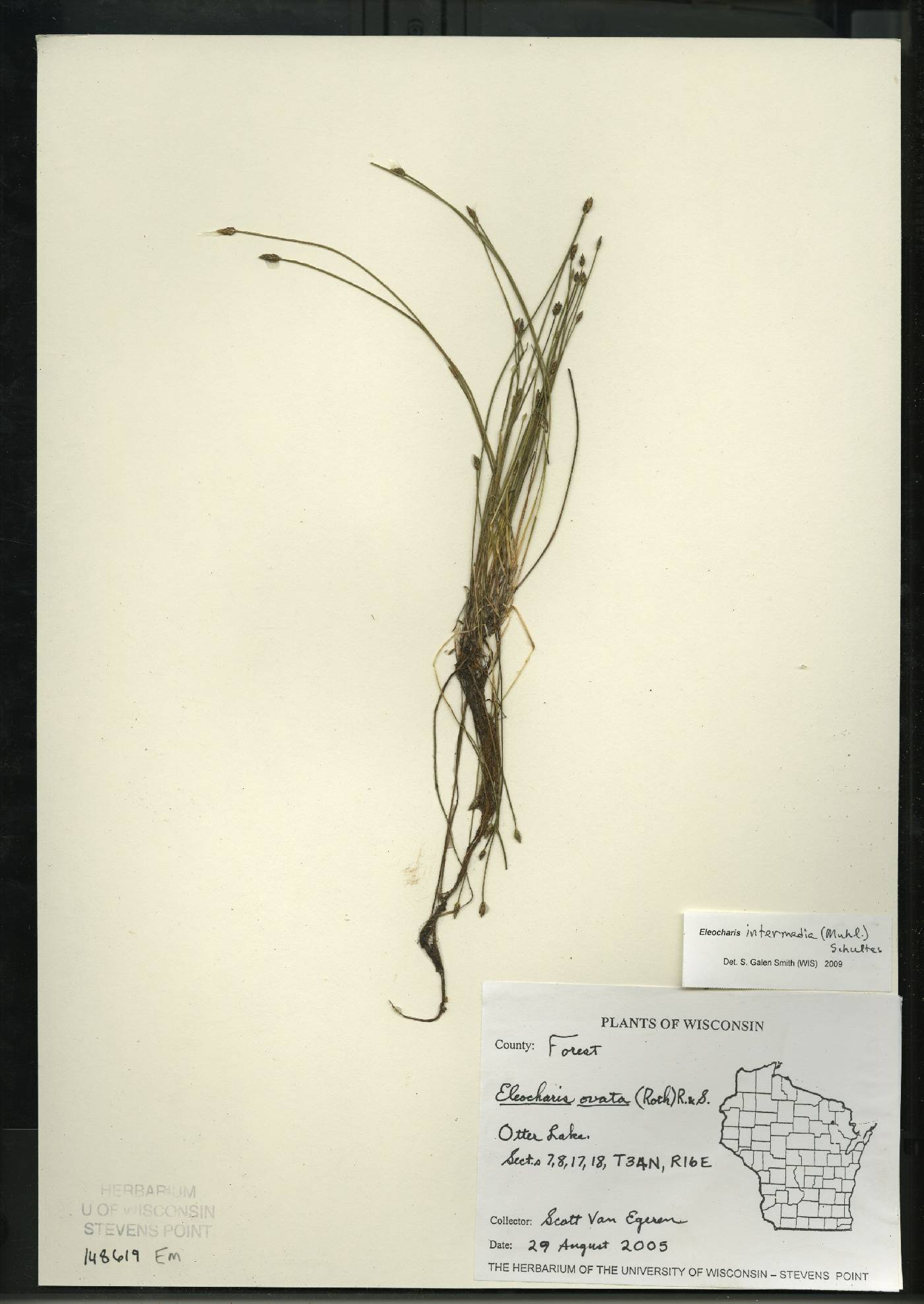 Eleocharis intermedia image