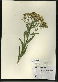 Image of Doellingeria umbellata var. pubens